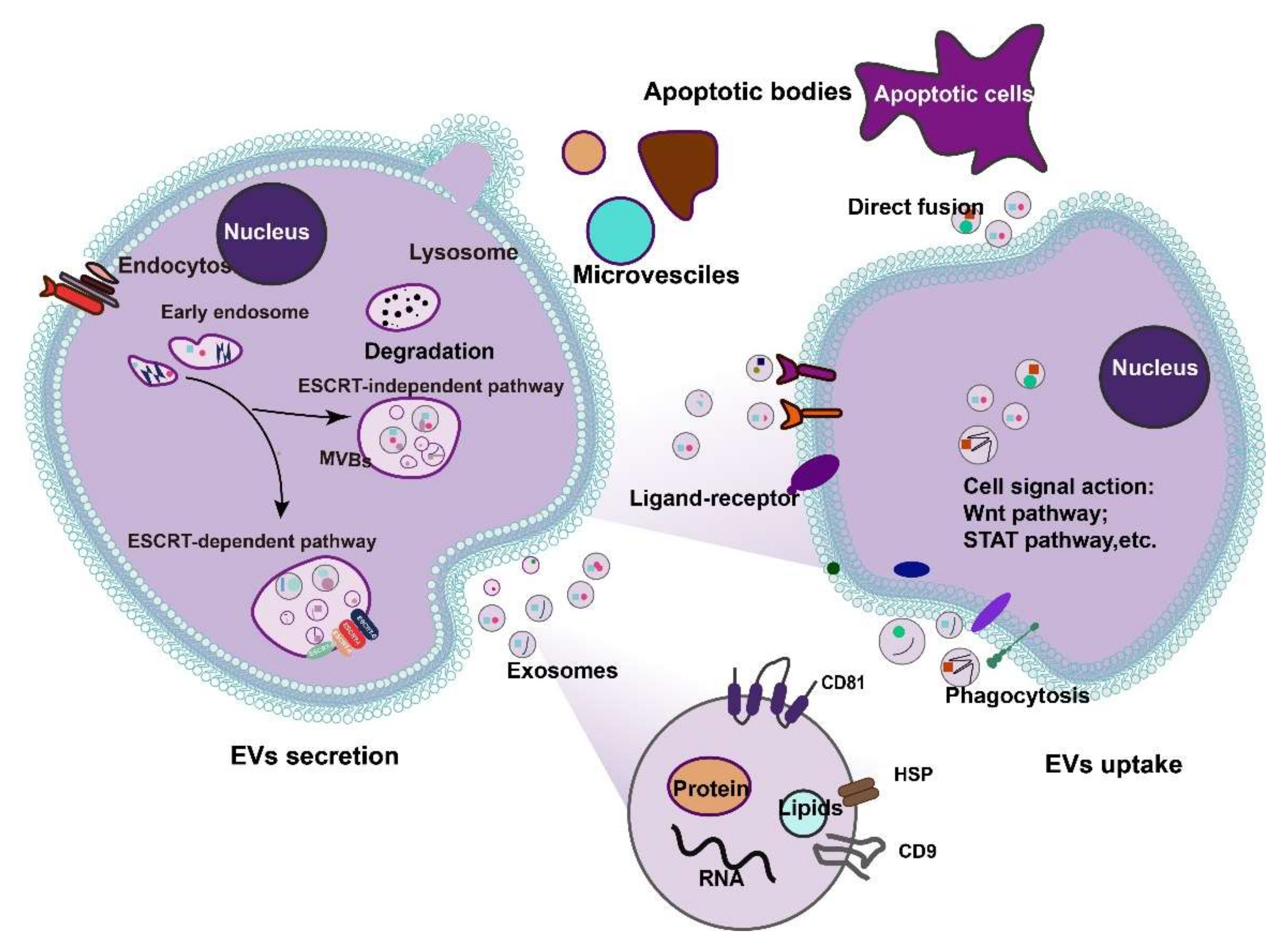Cells 11 02322 g001 550