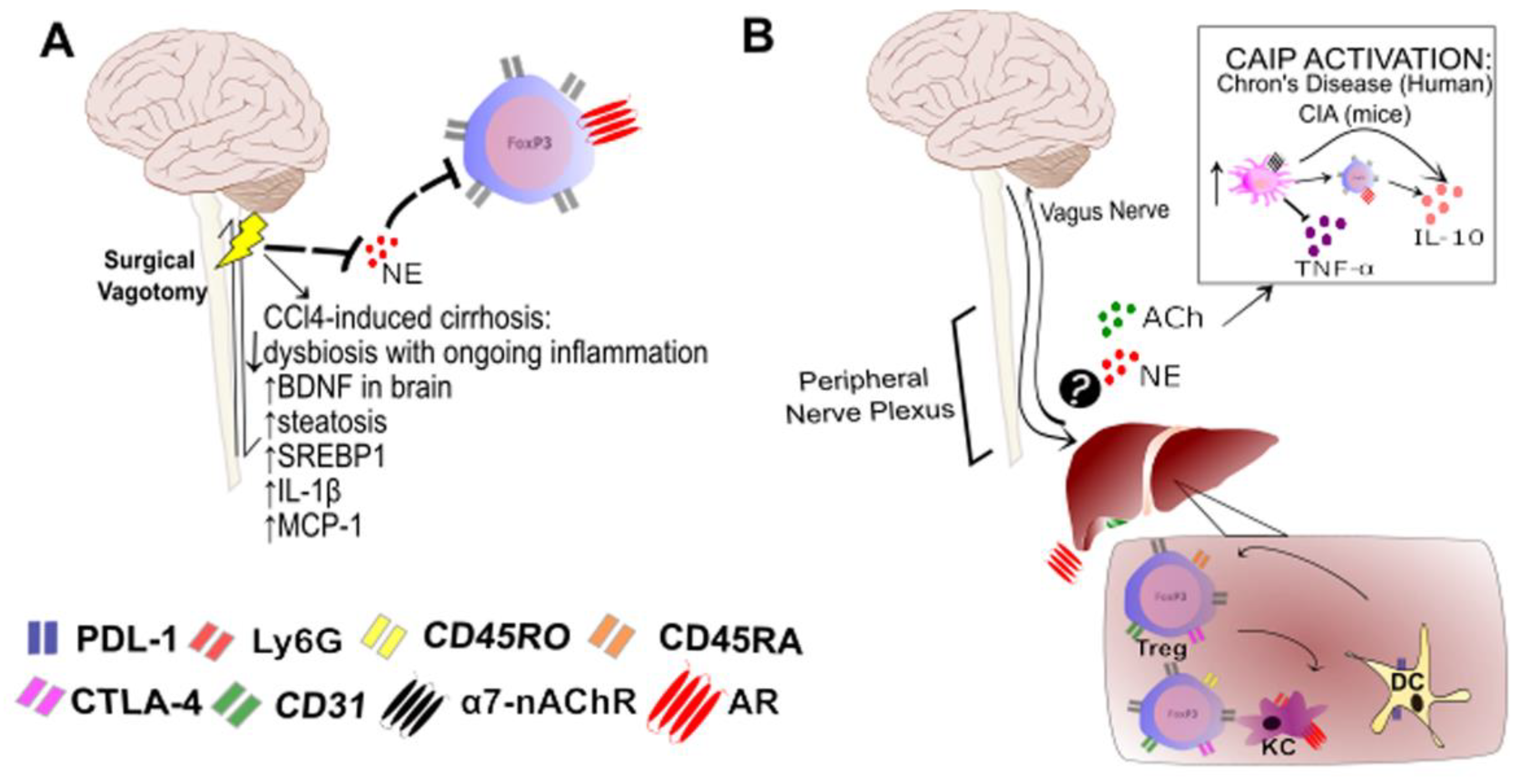 Cells 11 02327 g001 Cells 11 02327 g001