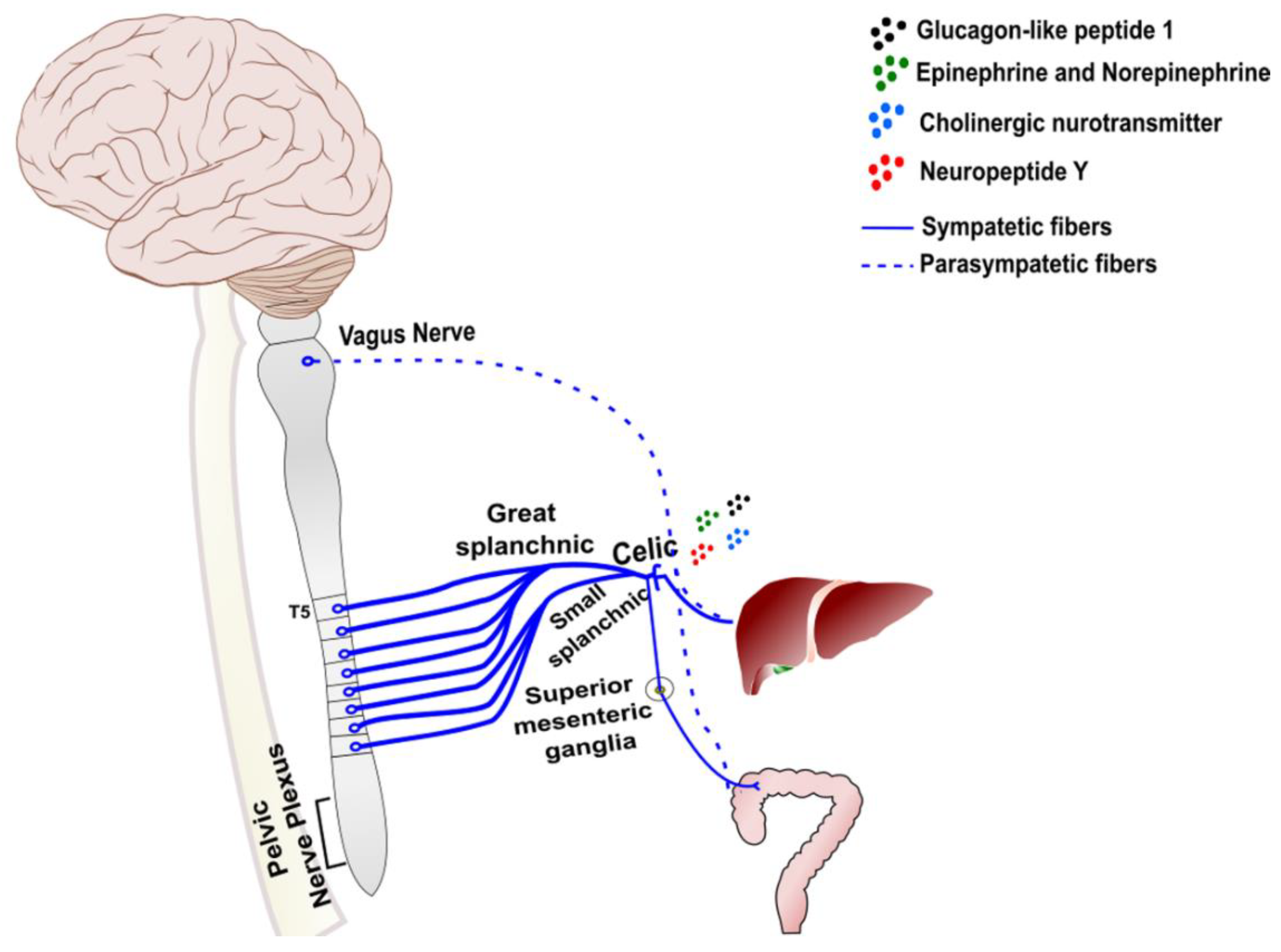 Cells 11 02327 g003 Cells 11 02327 g003