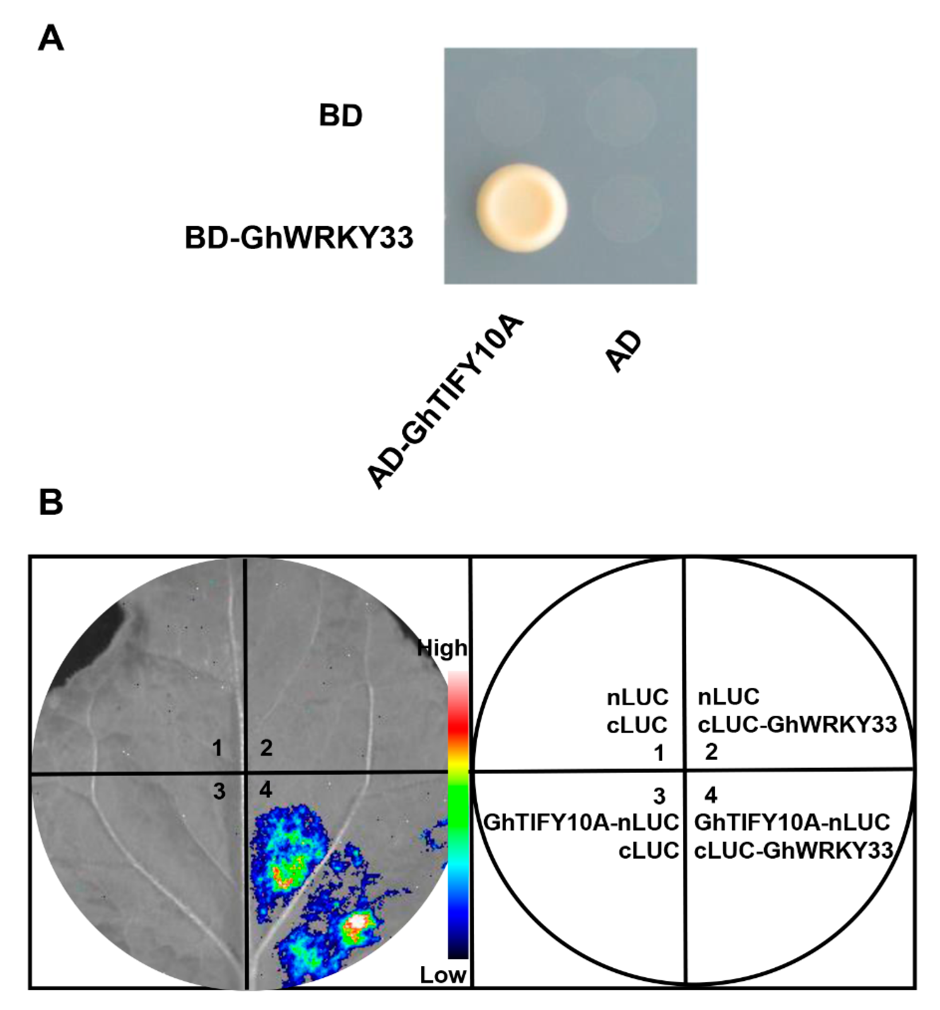 Cells 11 02328 g004 550