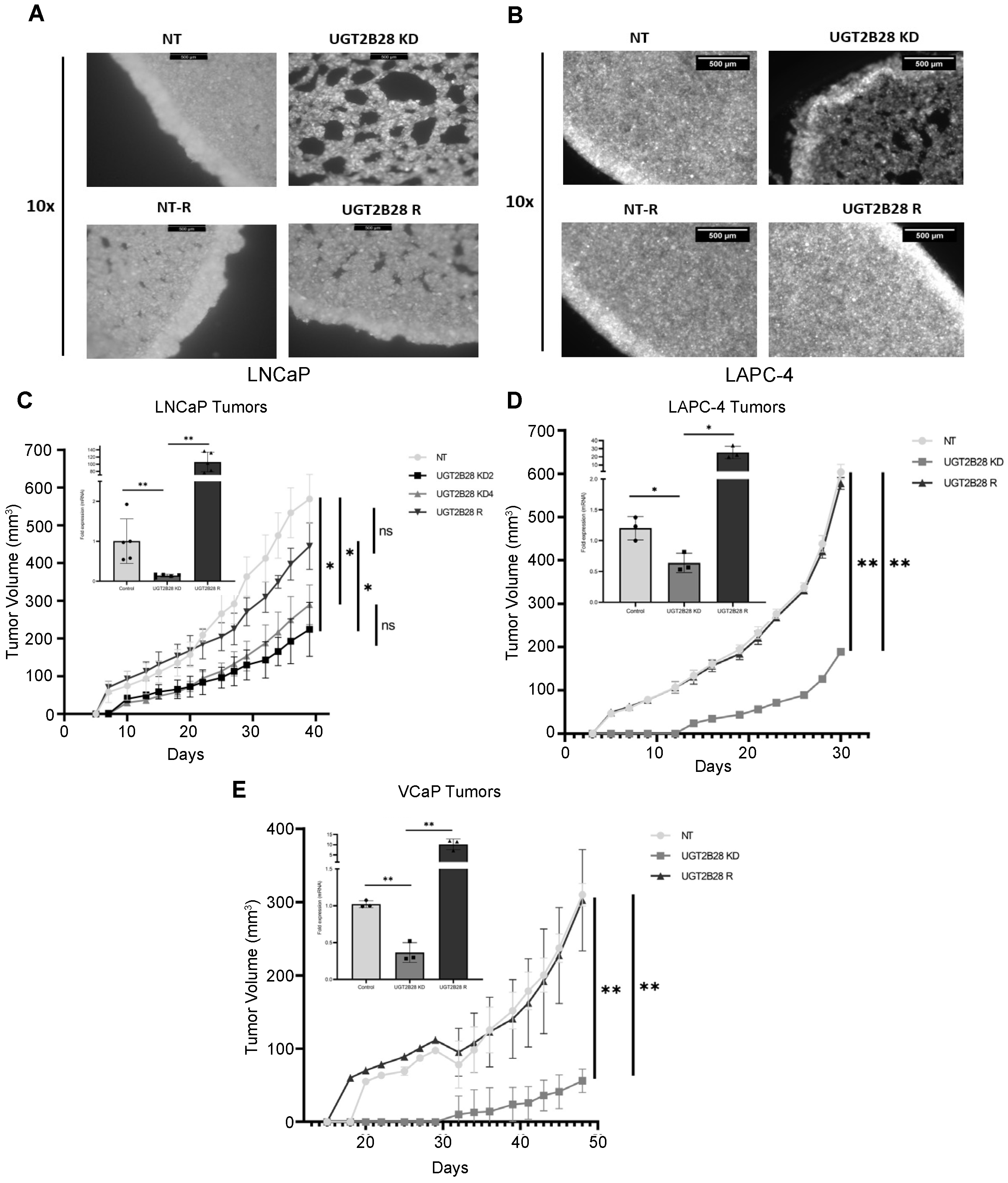 Cells 11 02329 g003 550