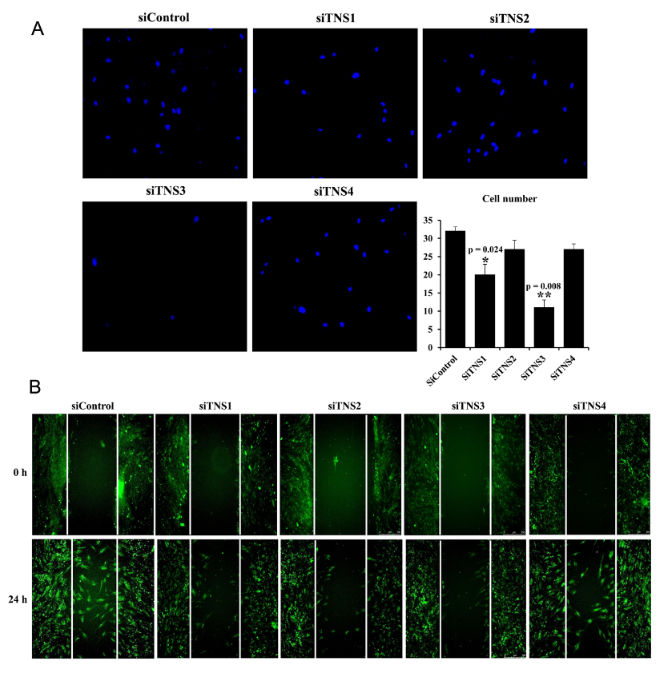 Cells 11 02333 g003 550
