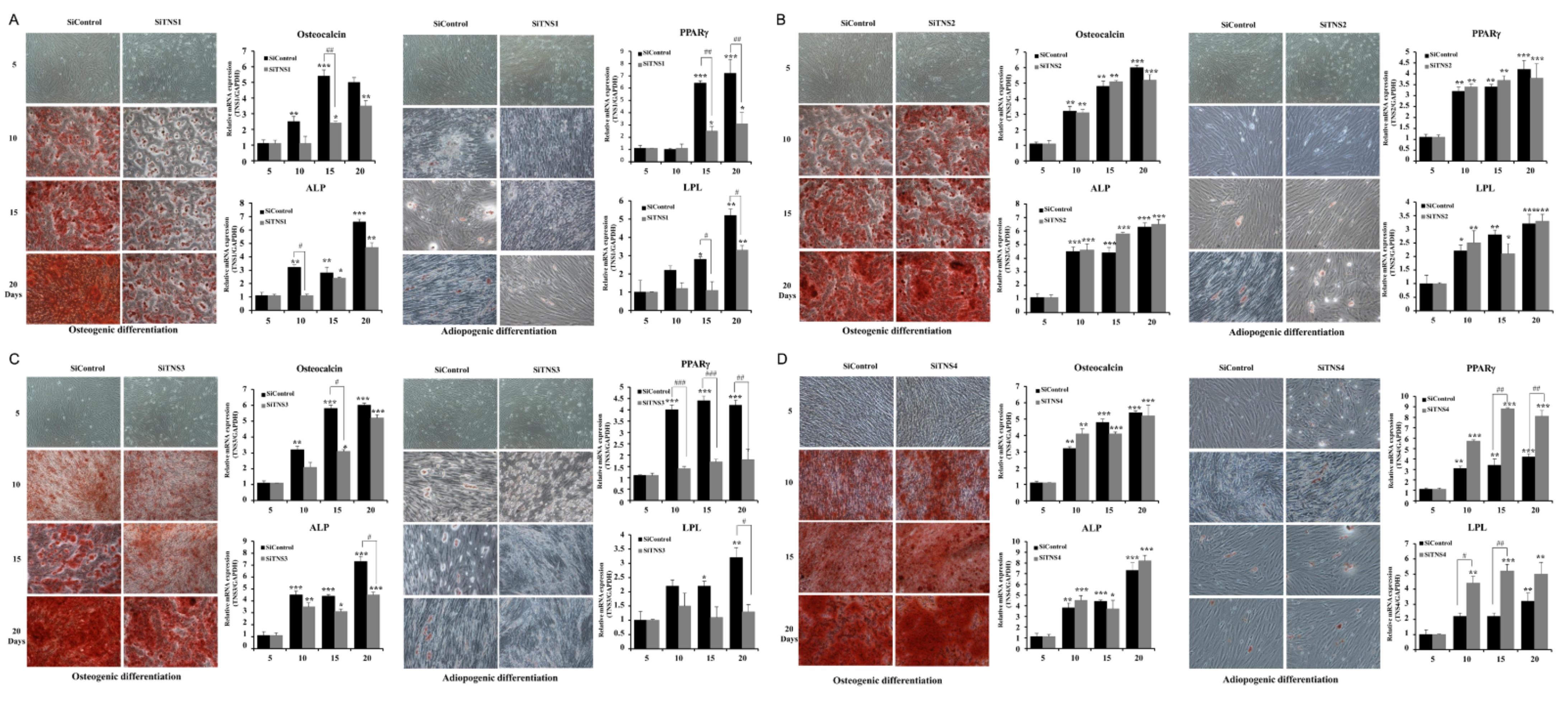 Cells 11 02333 g005 550