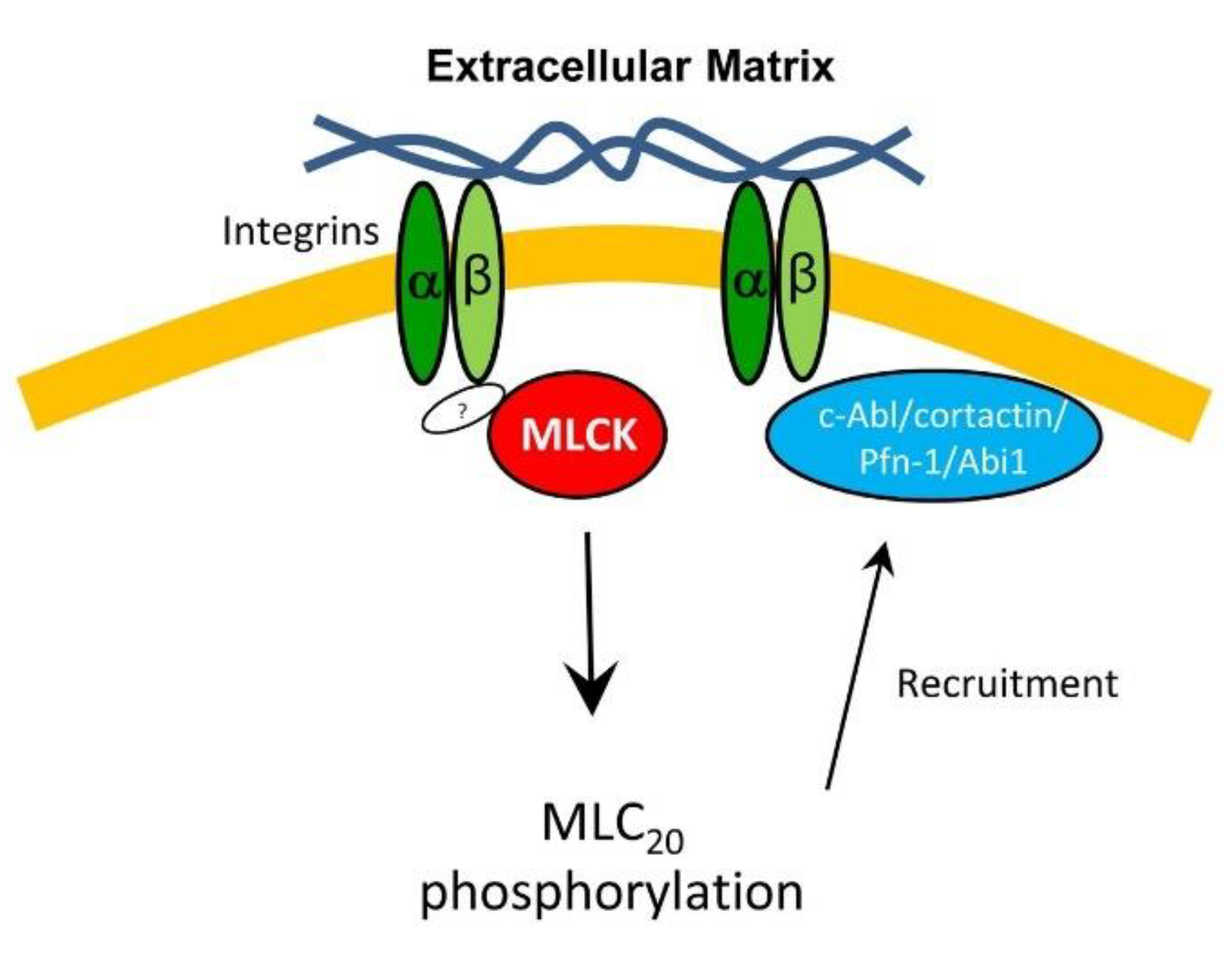 Cells 11 02334 g007 Cells 11 02334 g007