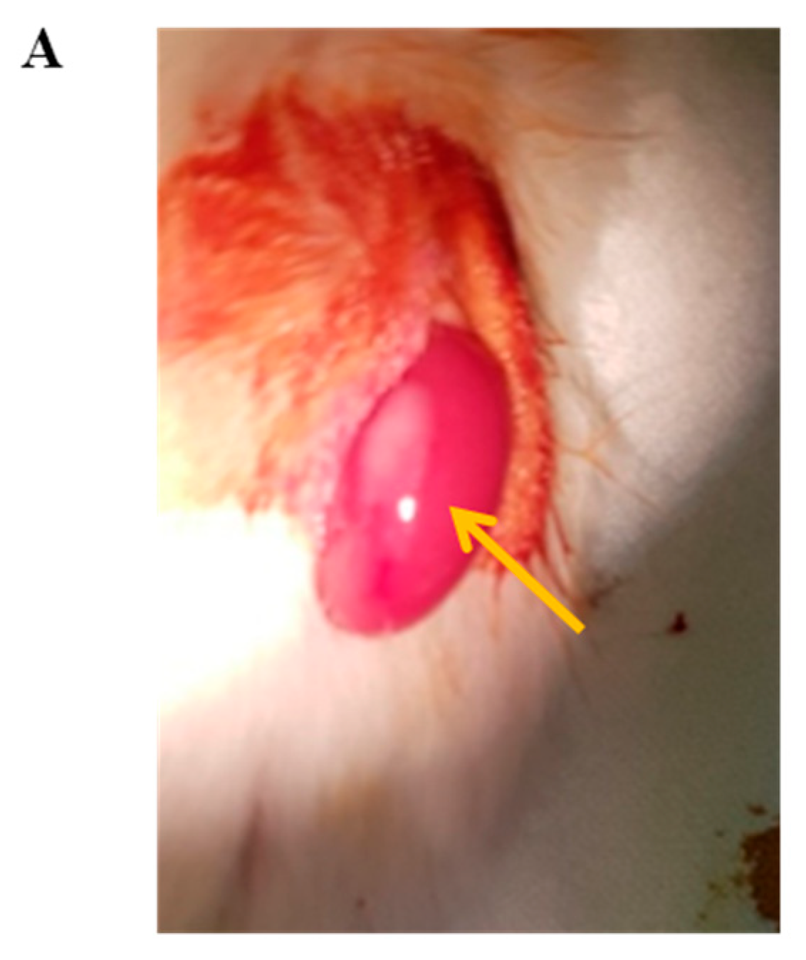 Cells 11 02335 g005a 550