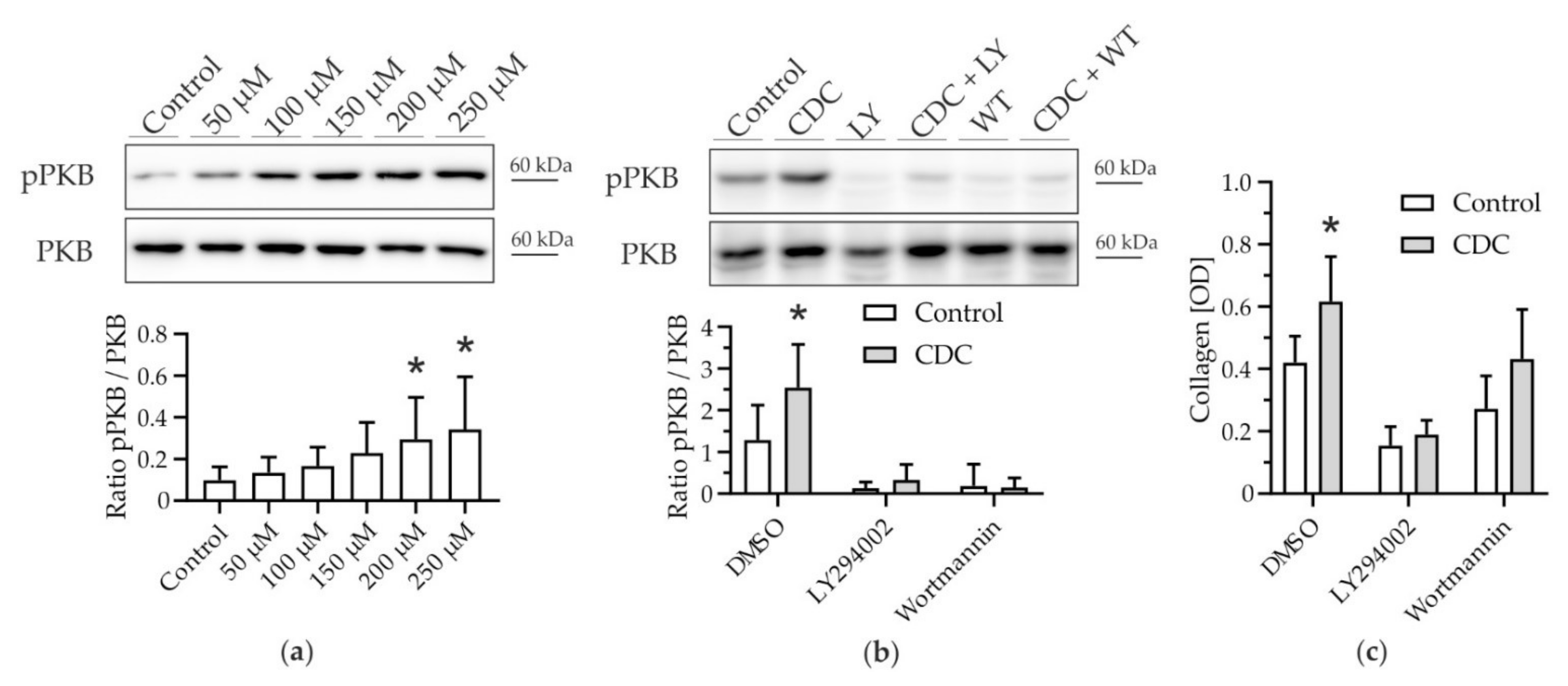 Cells 11 02344 g002 Cells 11 02344 g002