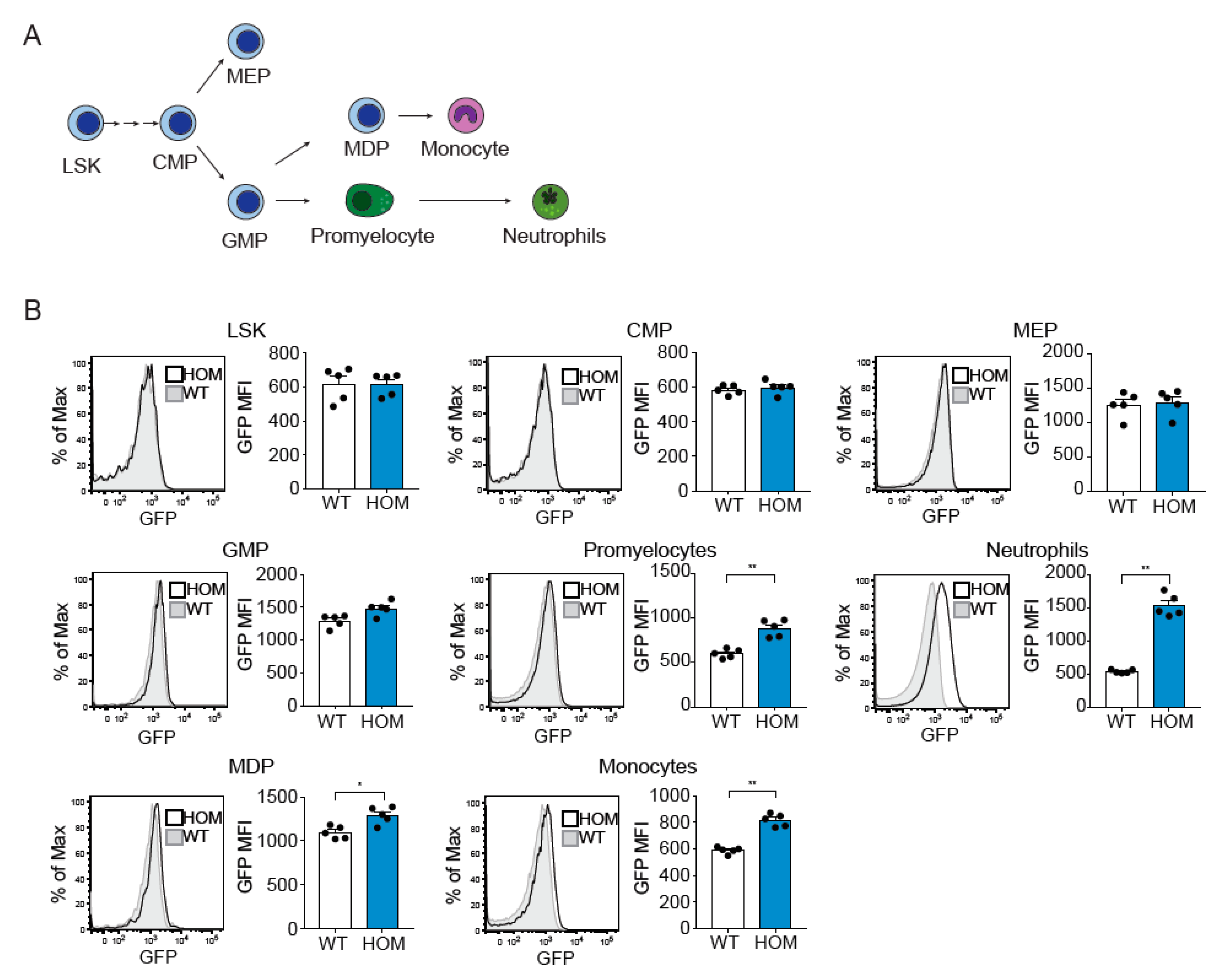 Cells 11 02346 g002 Cells 11 02346 g002