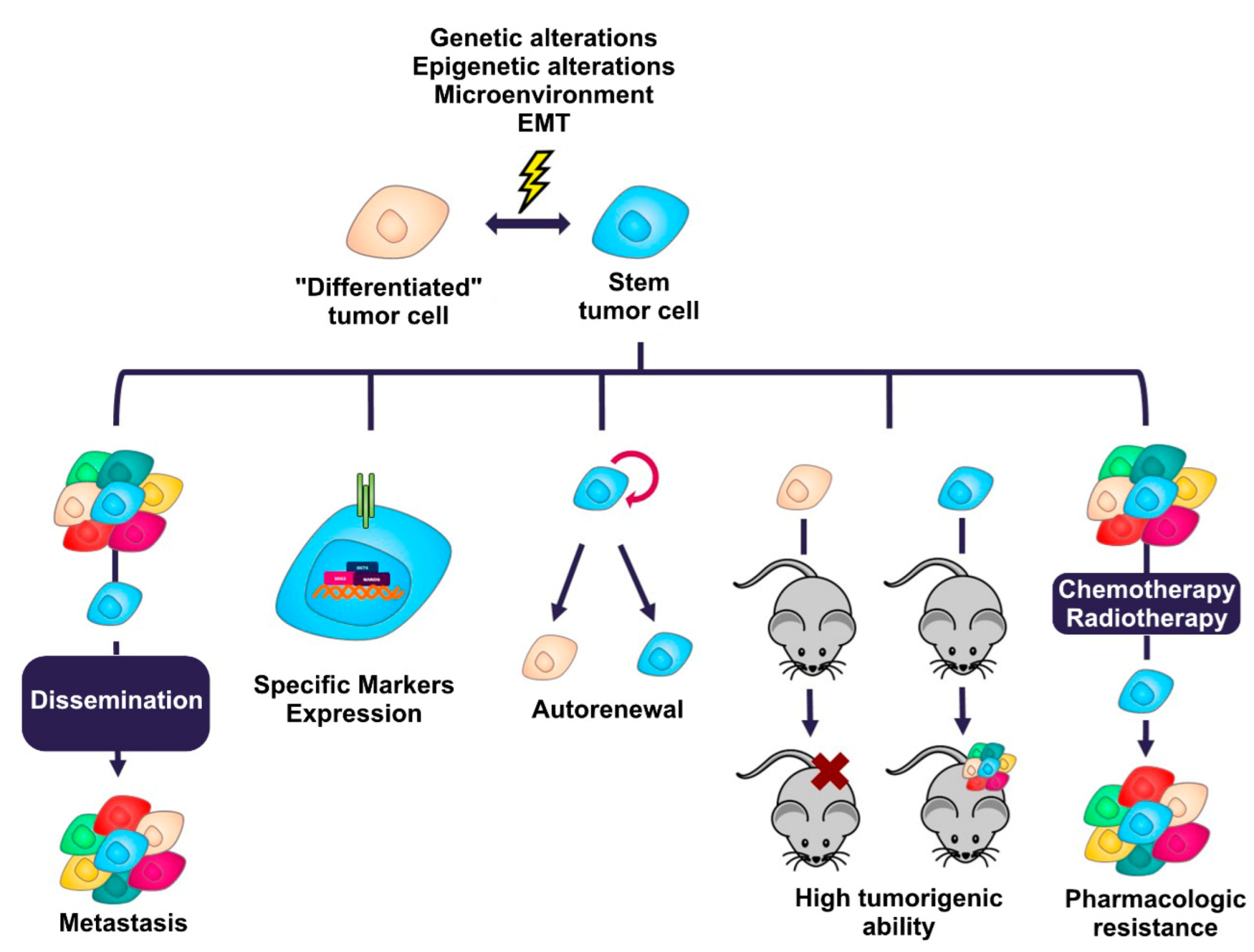 Cells 11 02352 g001 550