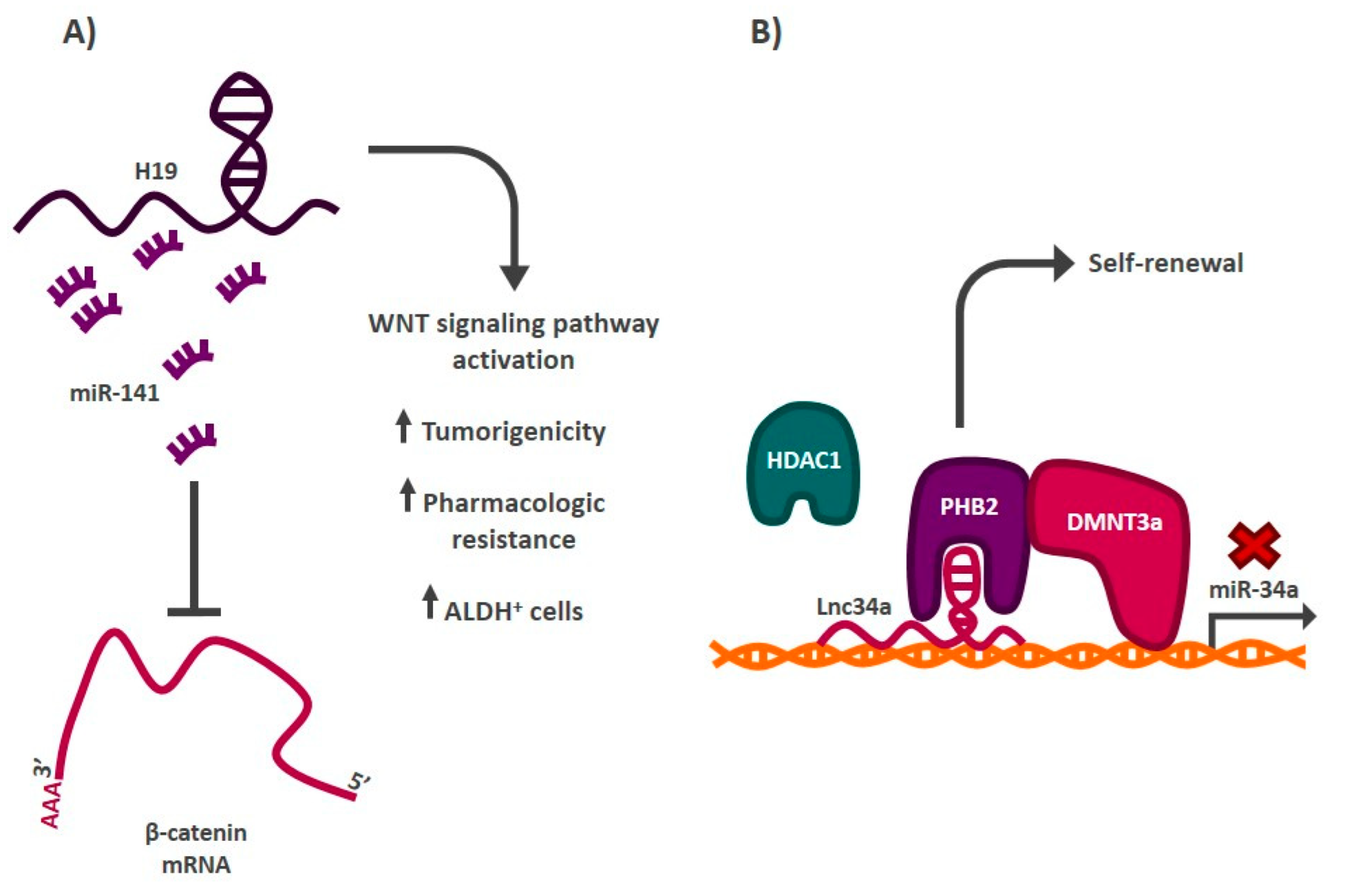 Cells 11 02352 g004 550