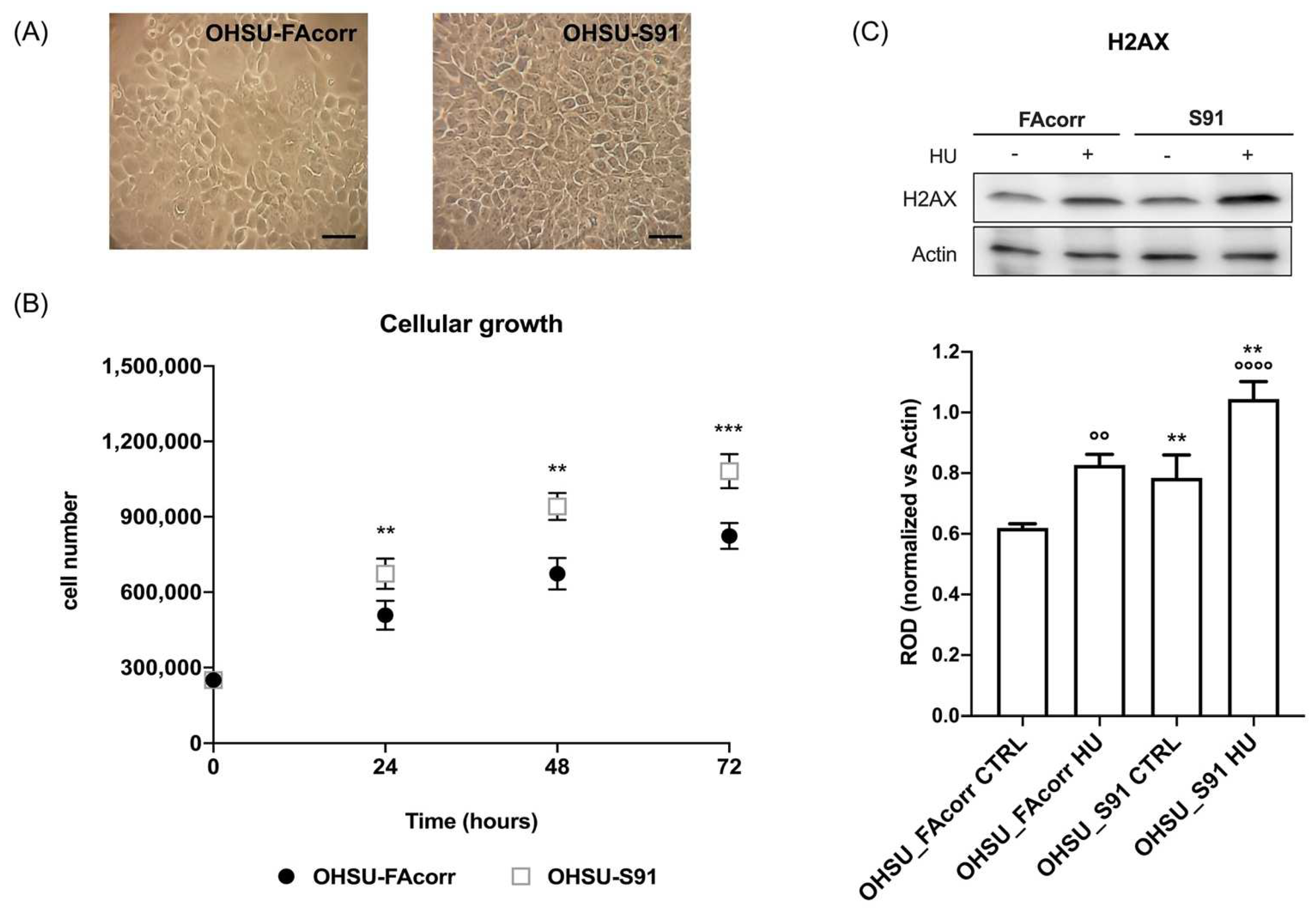 Cells 11 02353 g008 Cells 11 02353 g008