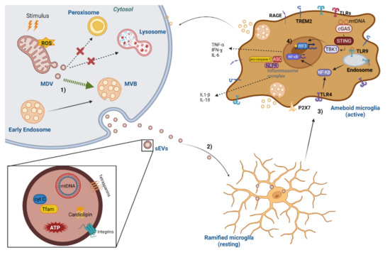 Mitochondrial Damage-Associated Molecular Patterns Content