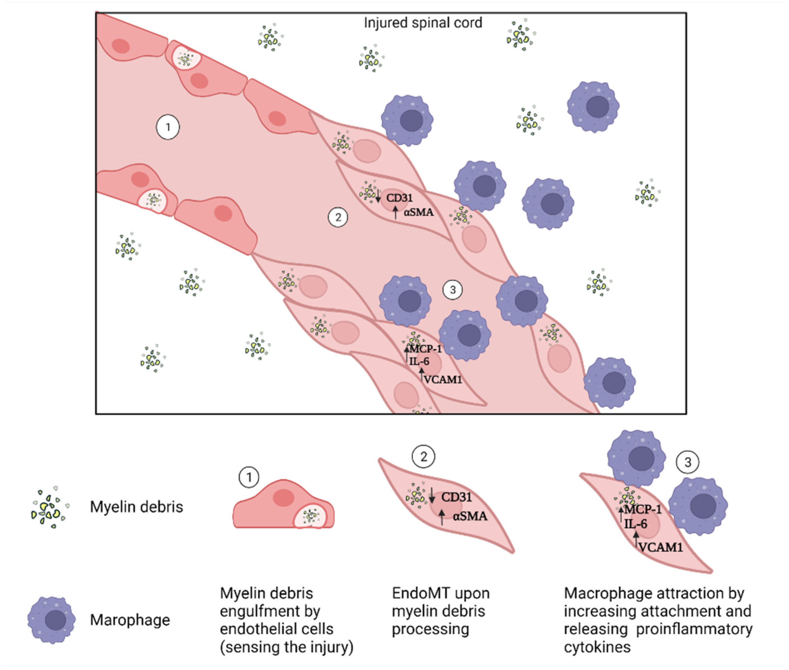 Cells 11 02371 g002