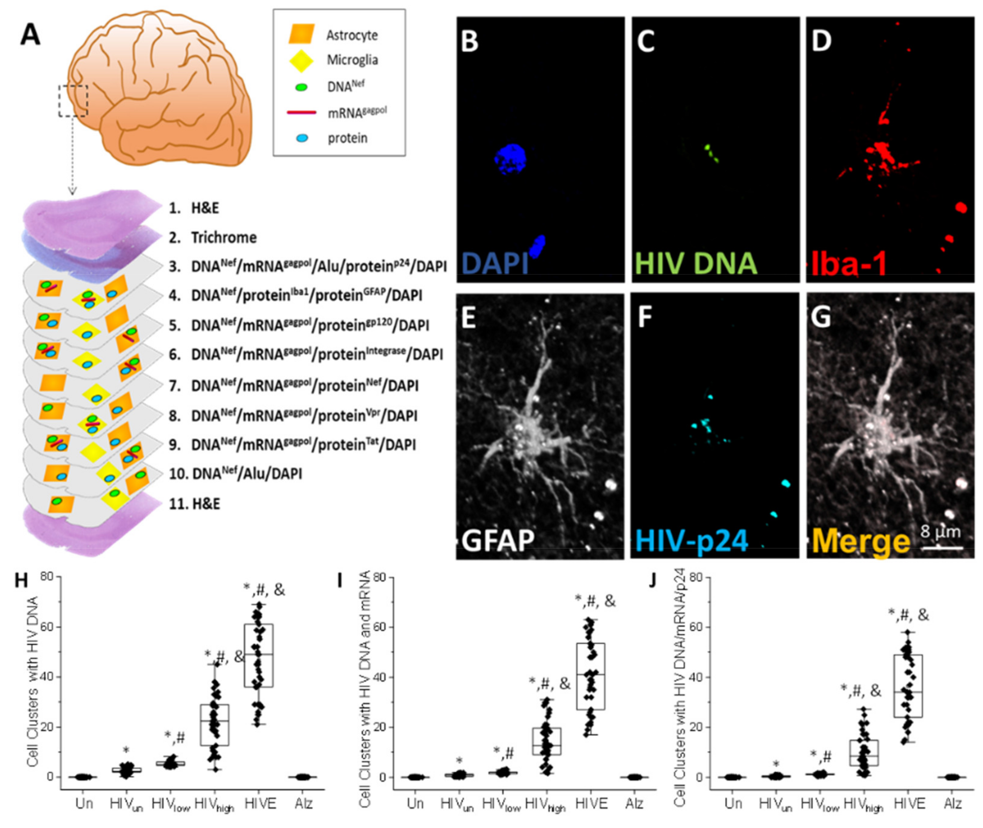 Cells 11 02379 g001 550