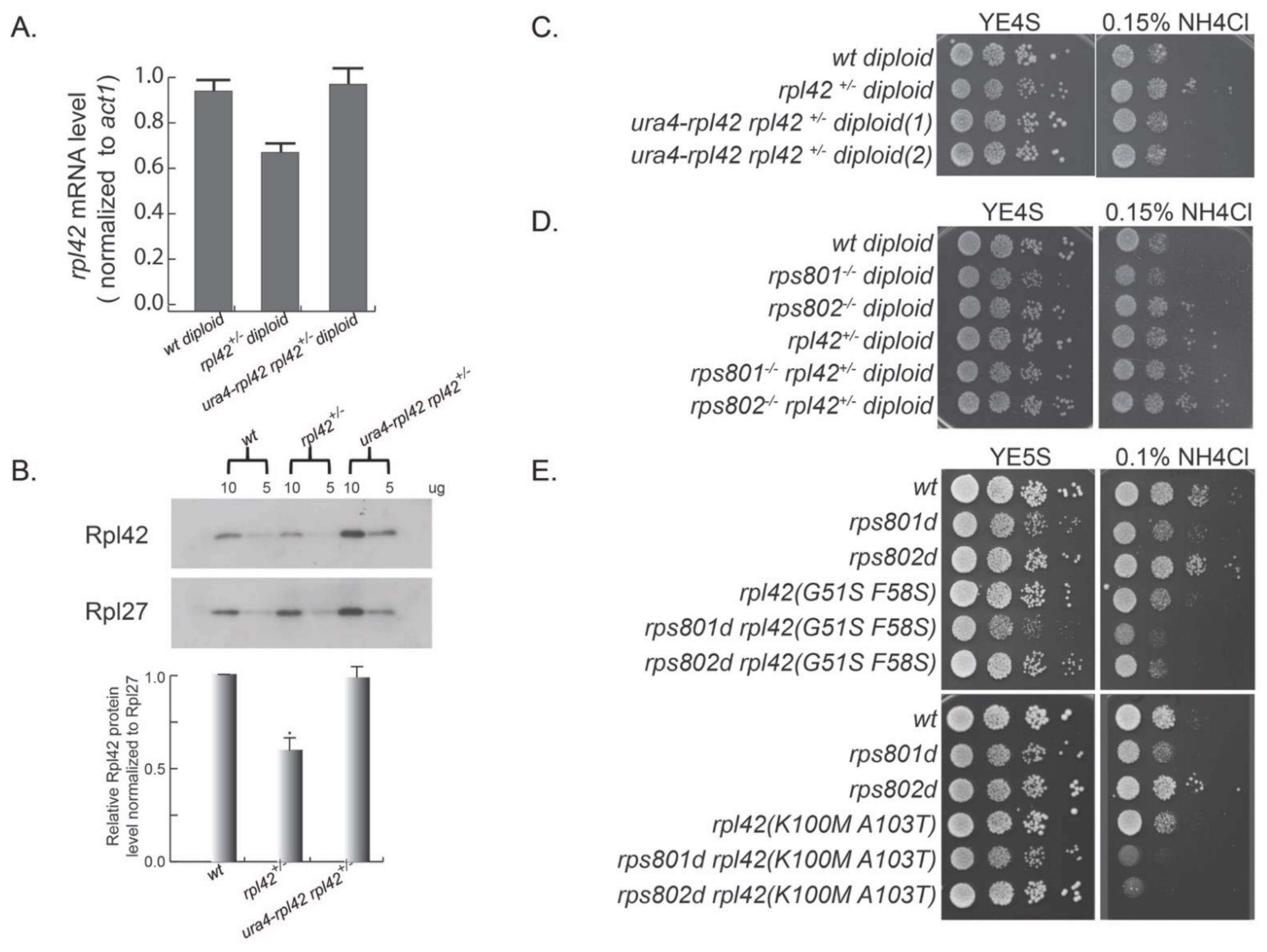 Cells 11 02381 g002 550