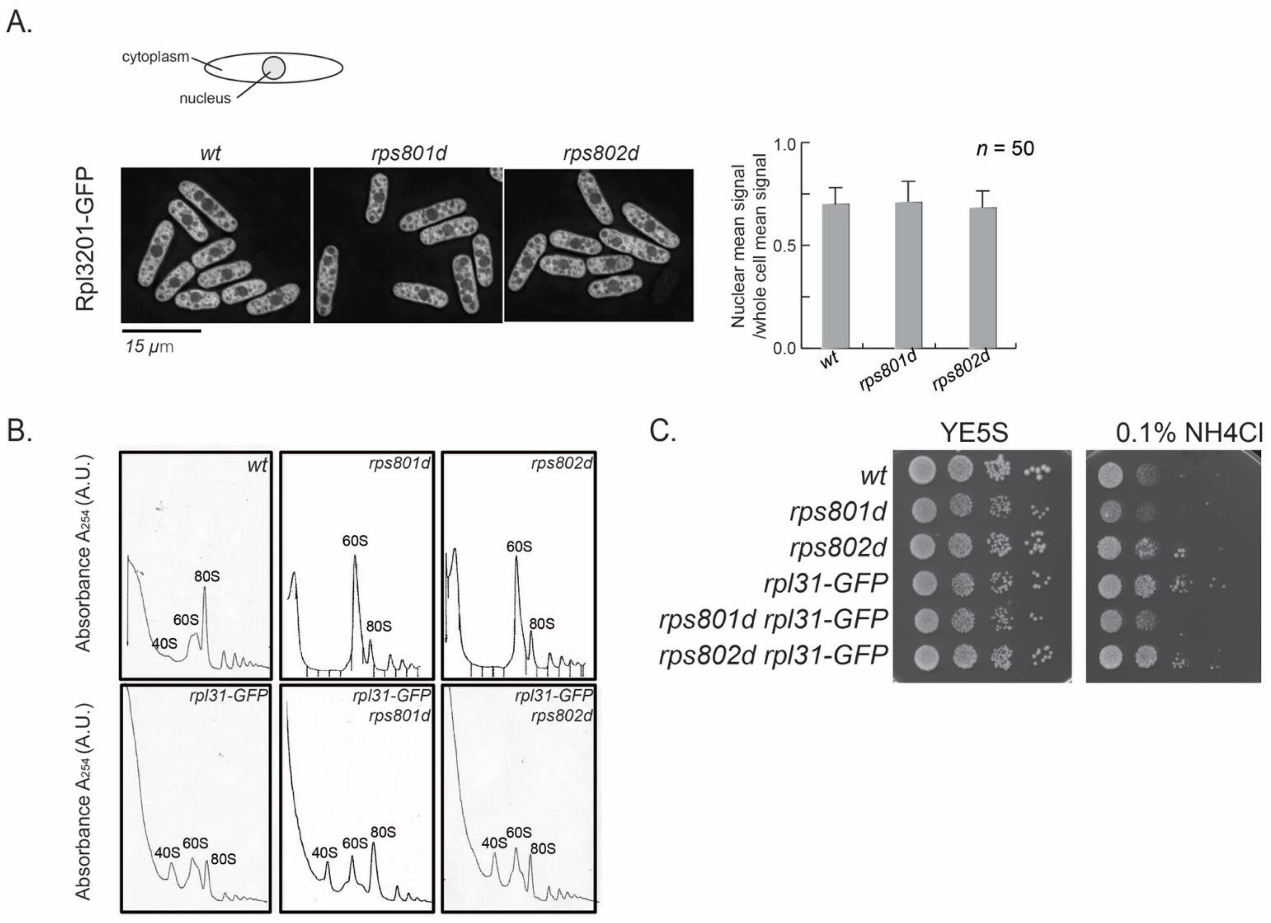 Cells 11 02381 g005 550