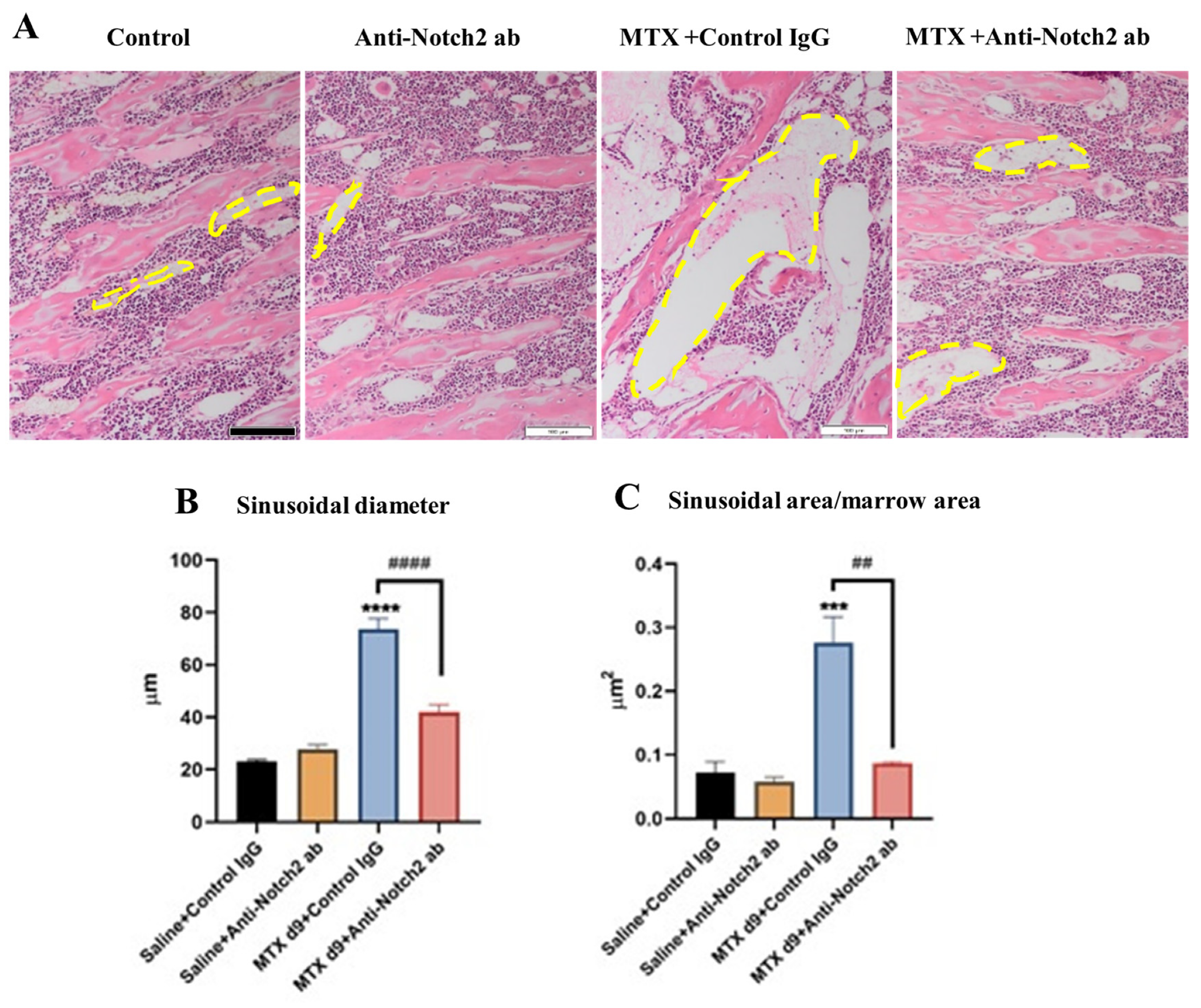 Cells 11 02382 g002 550