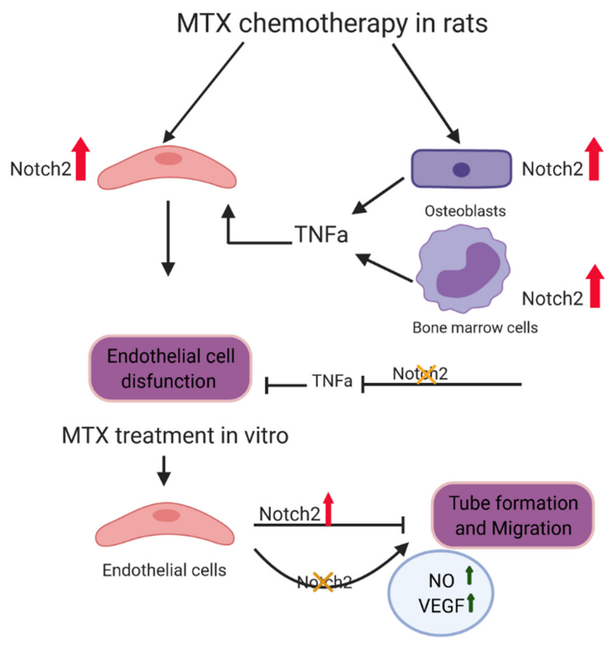 Cells 11 02382 g009 550