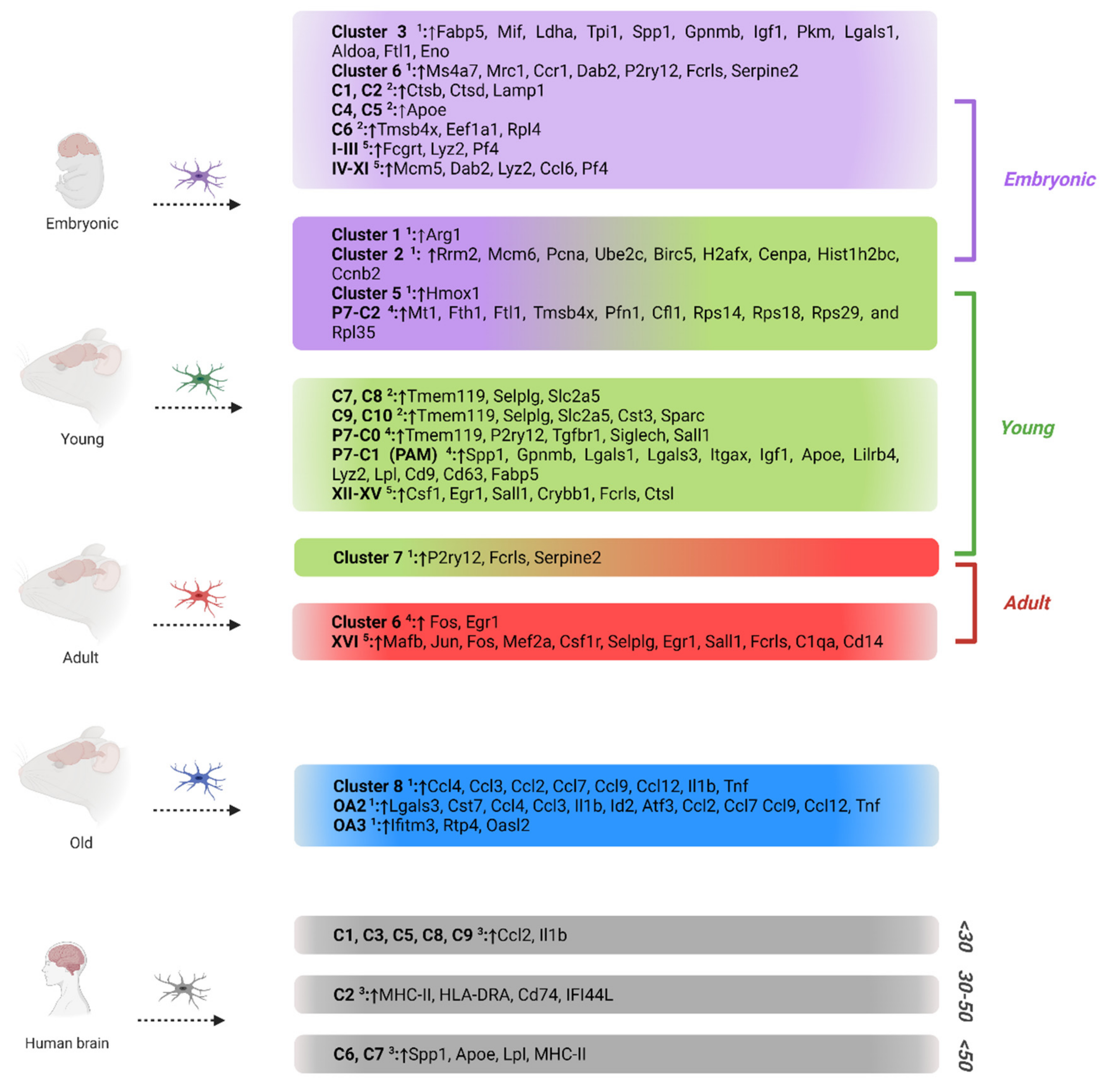 Cells 11 02383 g002 550