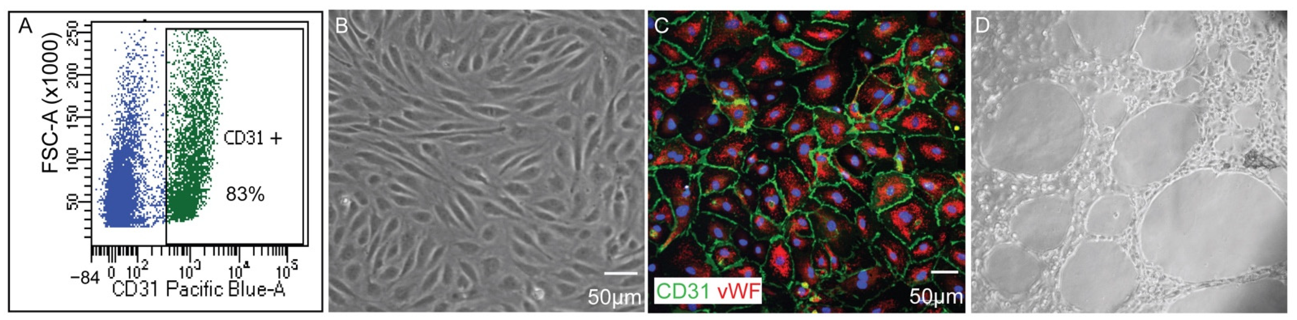 Cells 11 02386 g001 Cells 11 02386 g001
