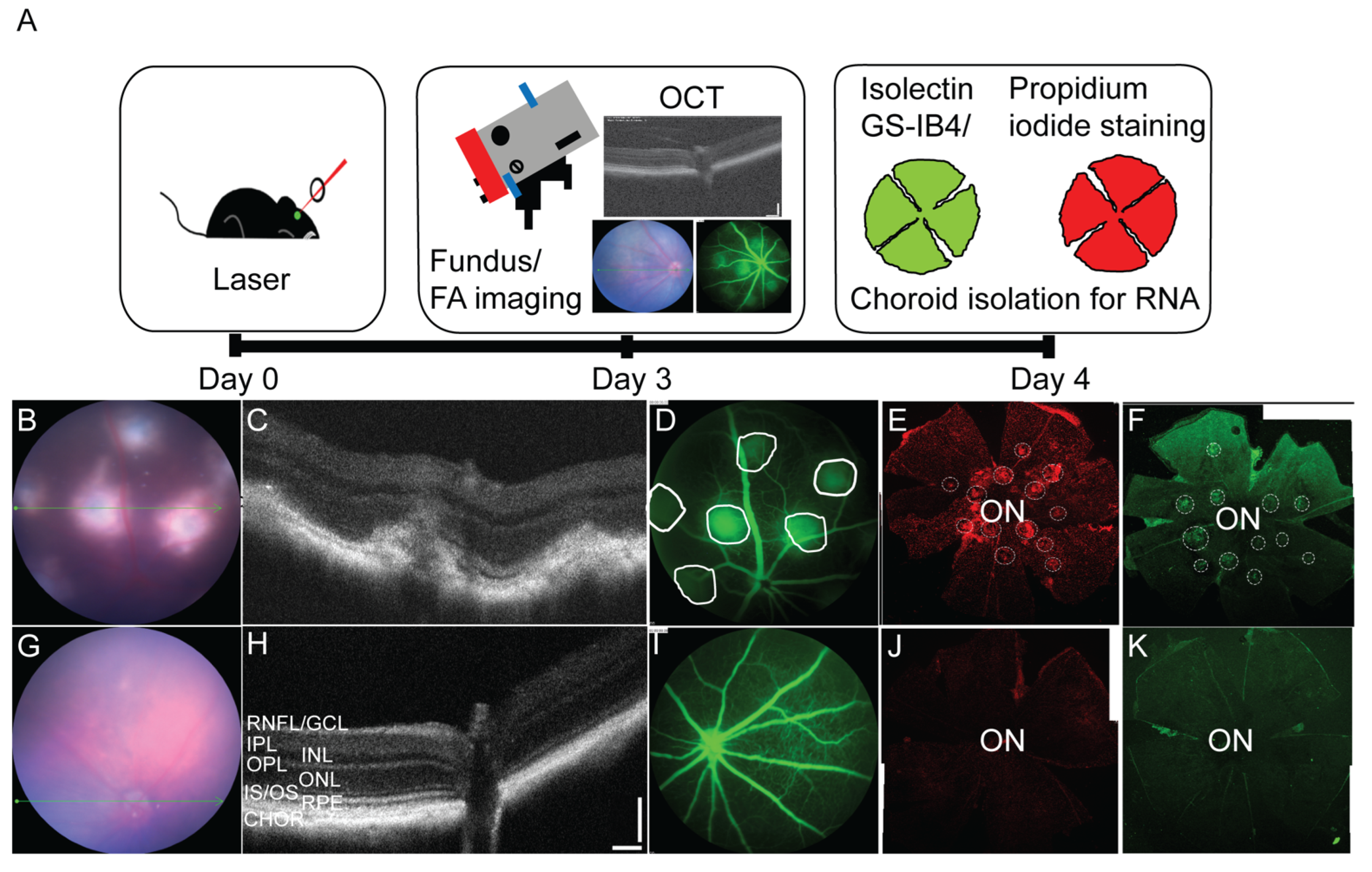 Cells 11 02386 g005 Cells 11 02386 g005