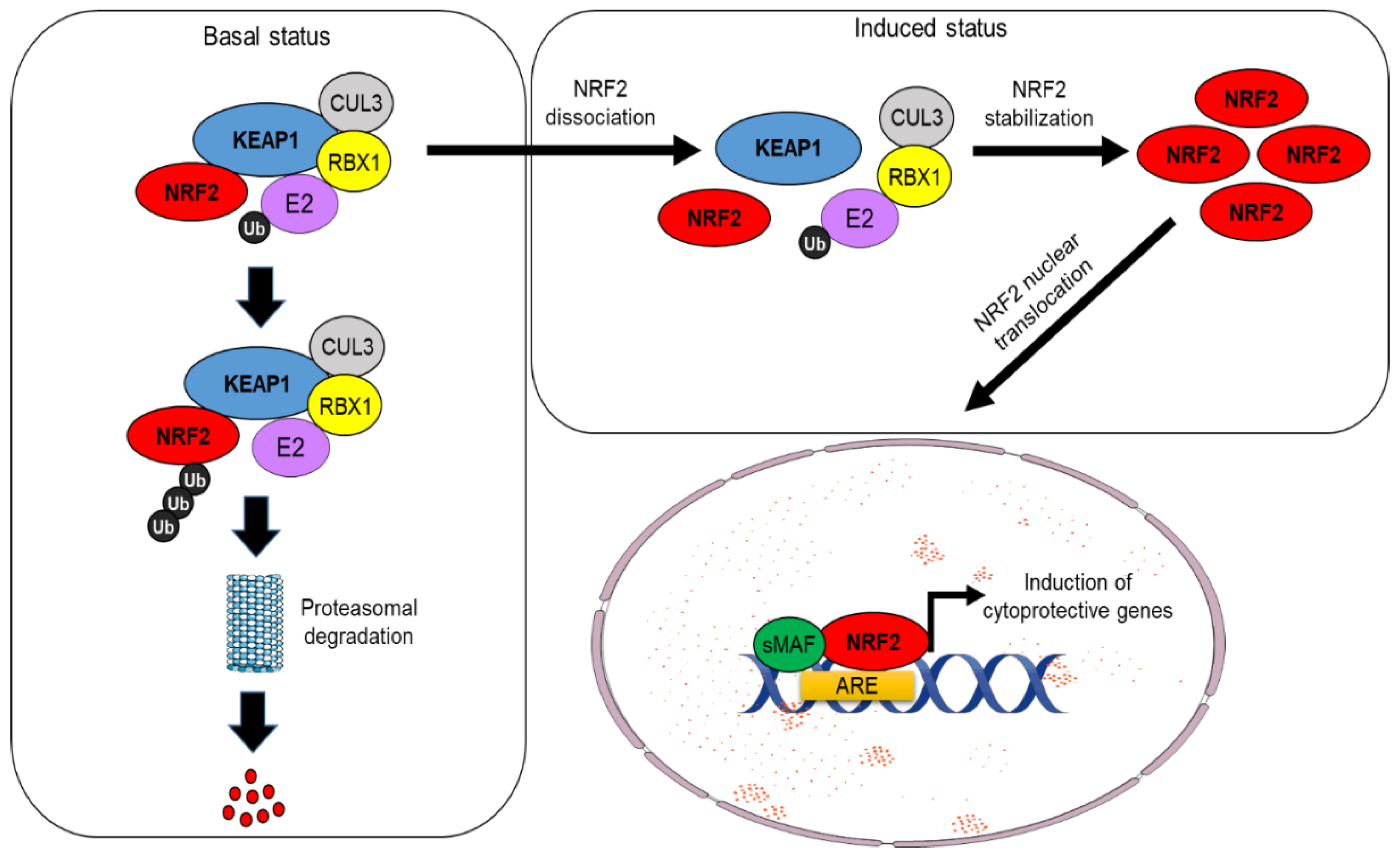Cells 11 02401 g001 Cells 11 02401 g001