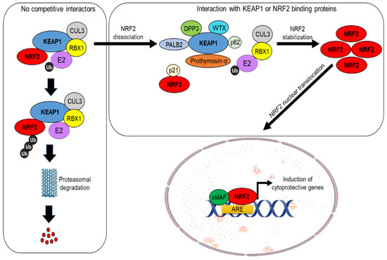 その他 PROTANDIM NRF2 Roles of Nrf2 in Liver Diseases: Molecular, Pharmacological
