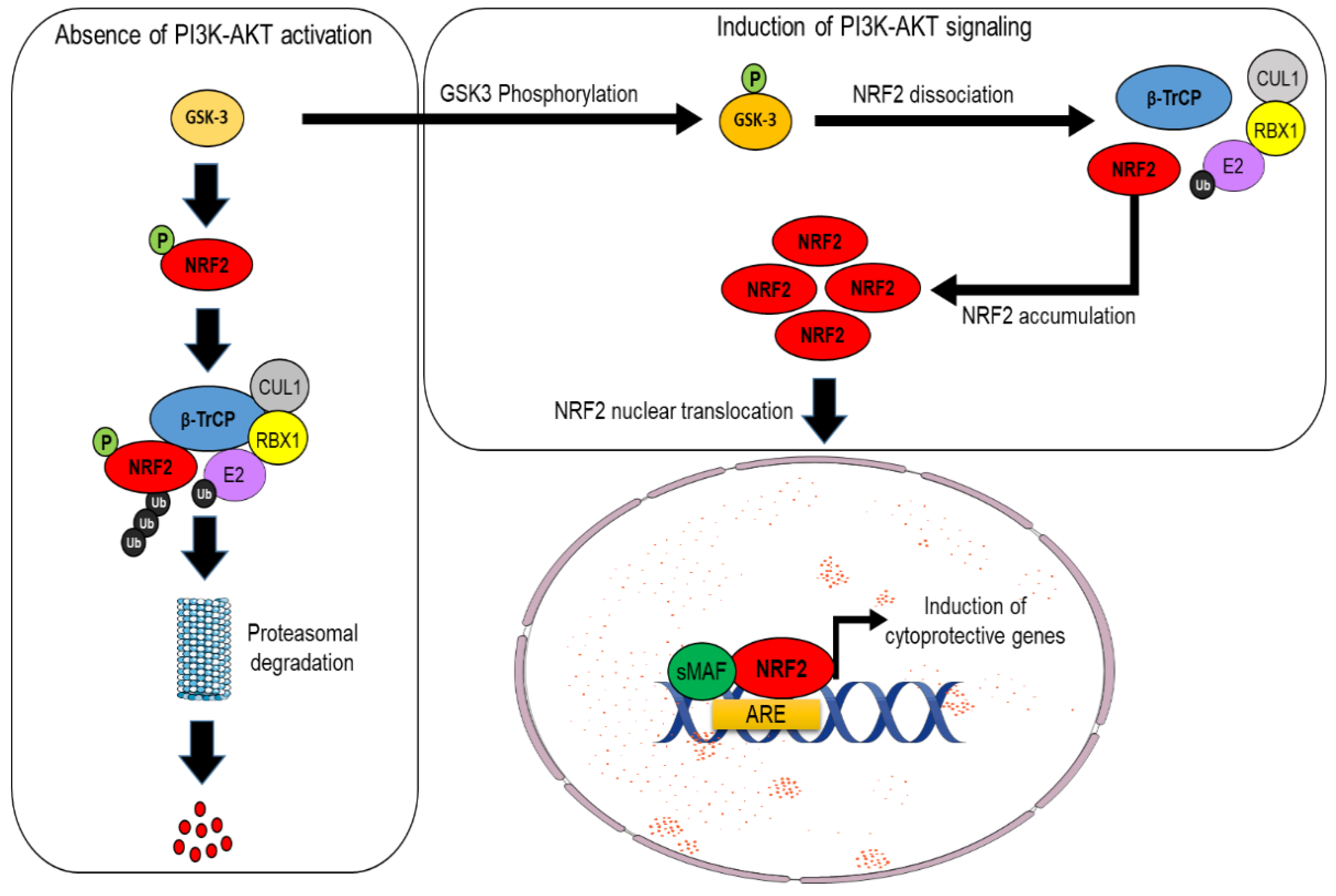 Cells 11 02401 g003 Cells 11 02401 g003