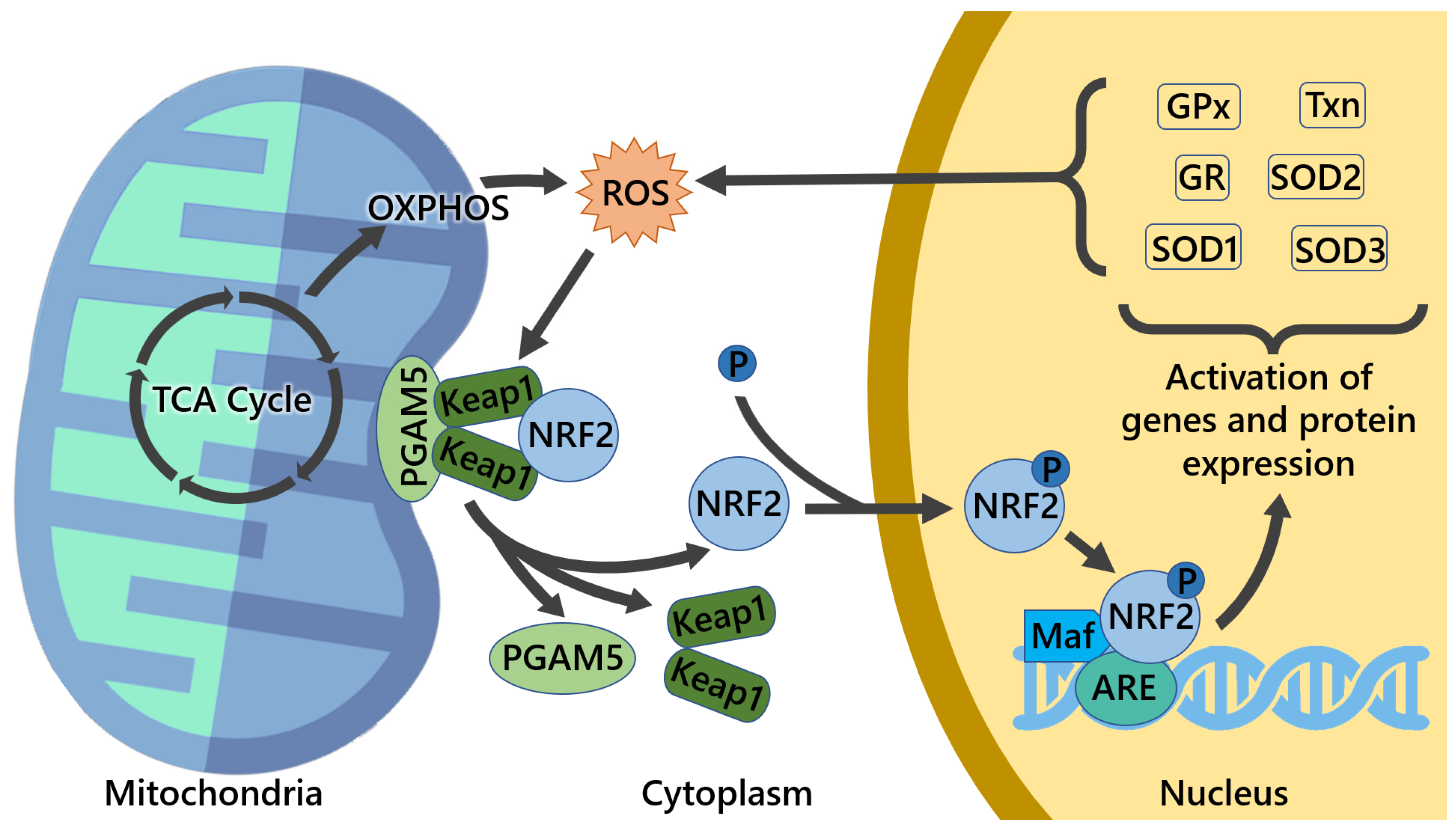 Cells 11 02401 g005 Cells 11 02401 g005