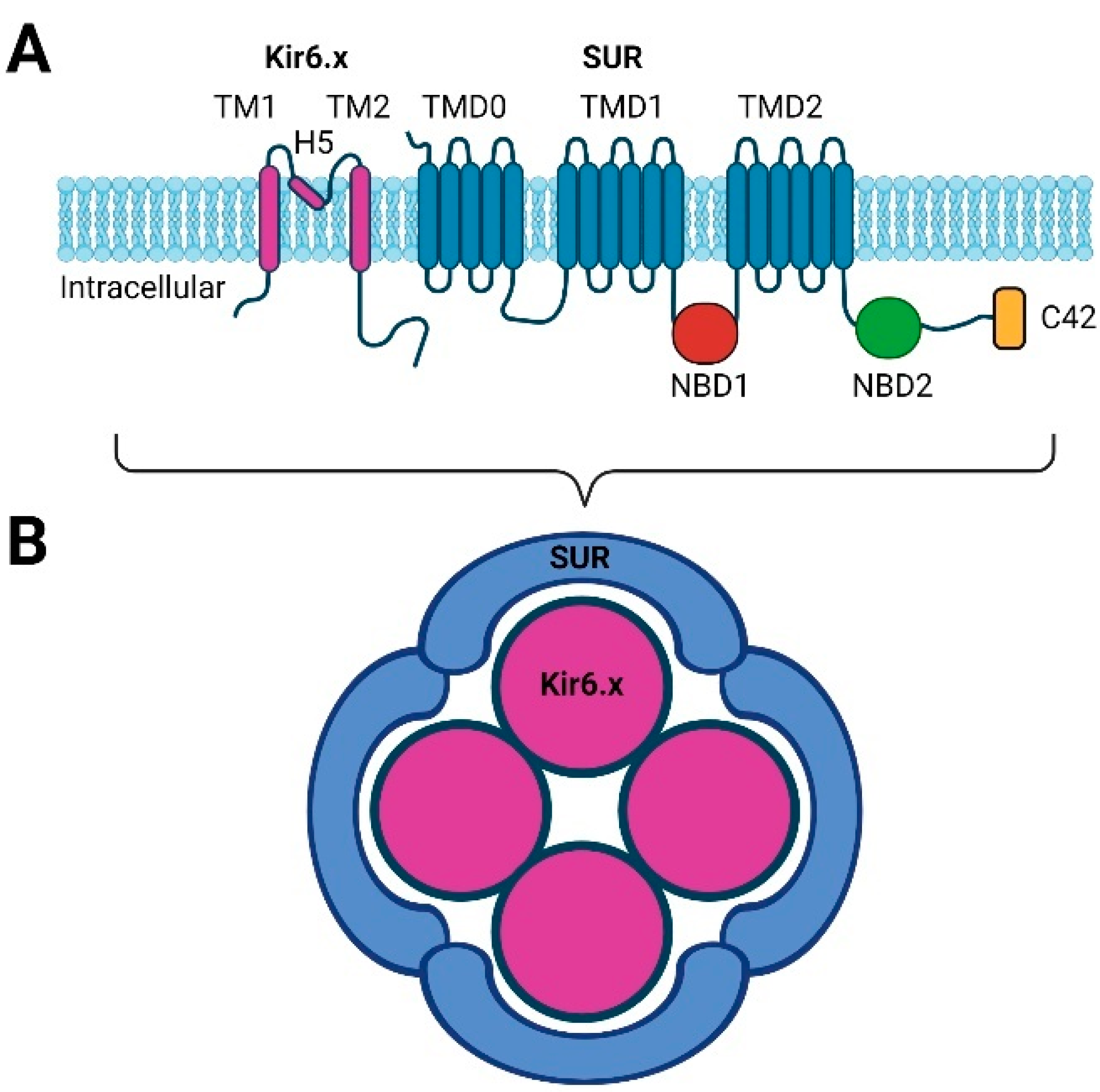 ATP-Sensitive Potassium Channels in Migraine: Translational