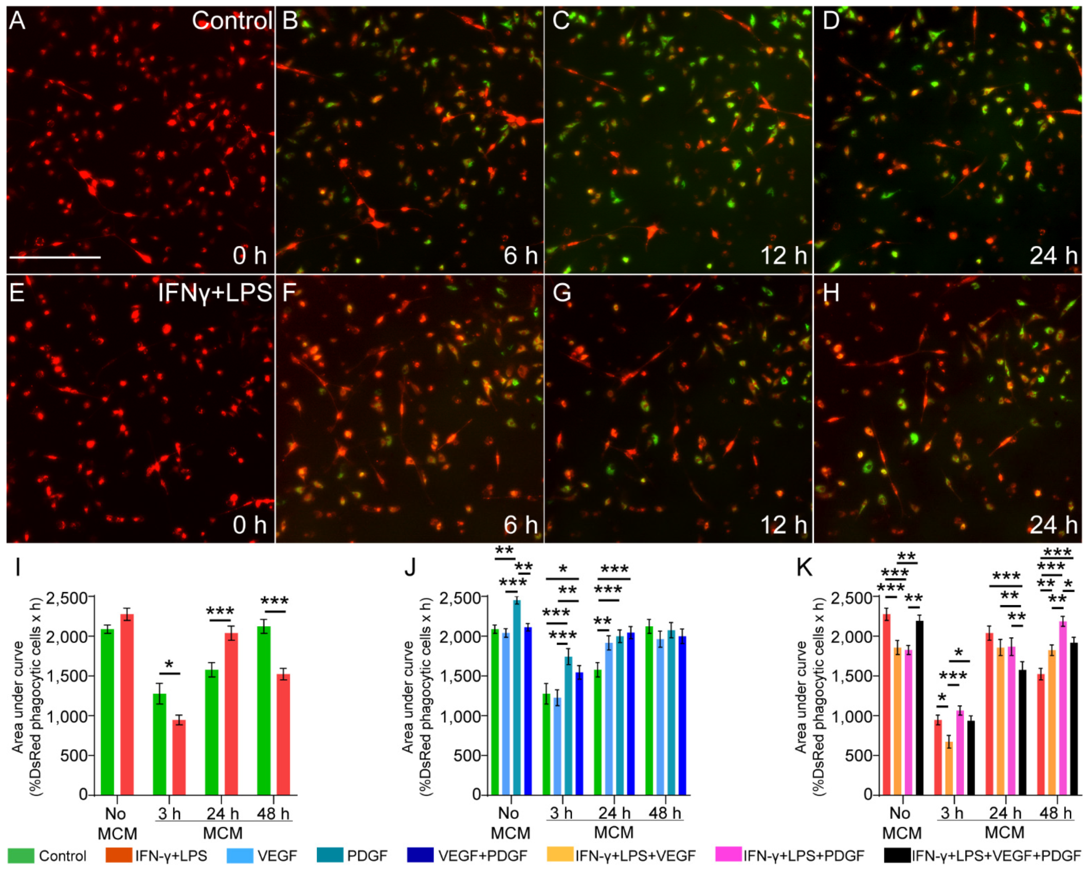 Cells 11 02408 g003 550