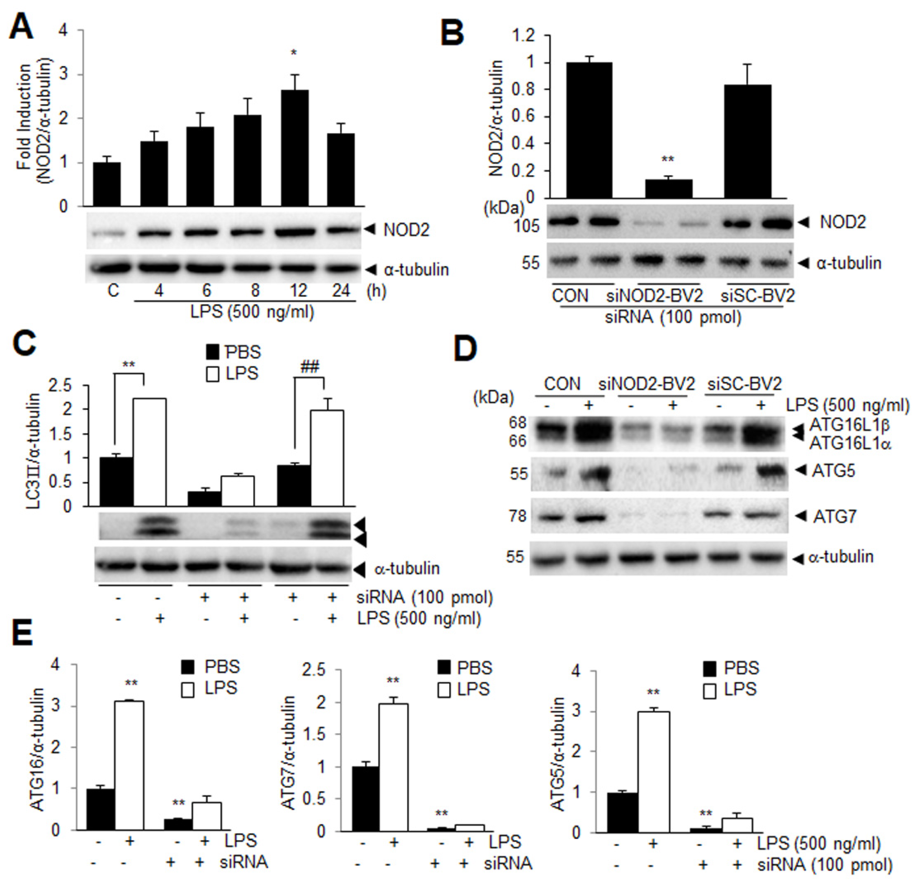Cells 11 02410 g002 550