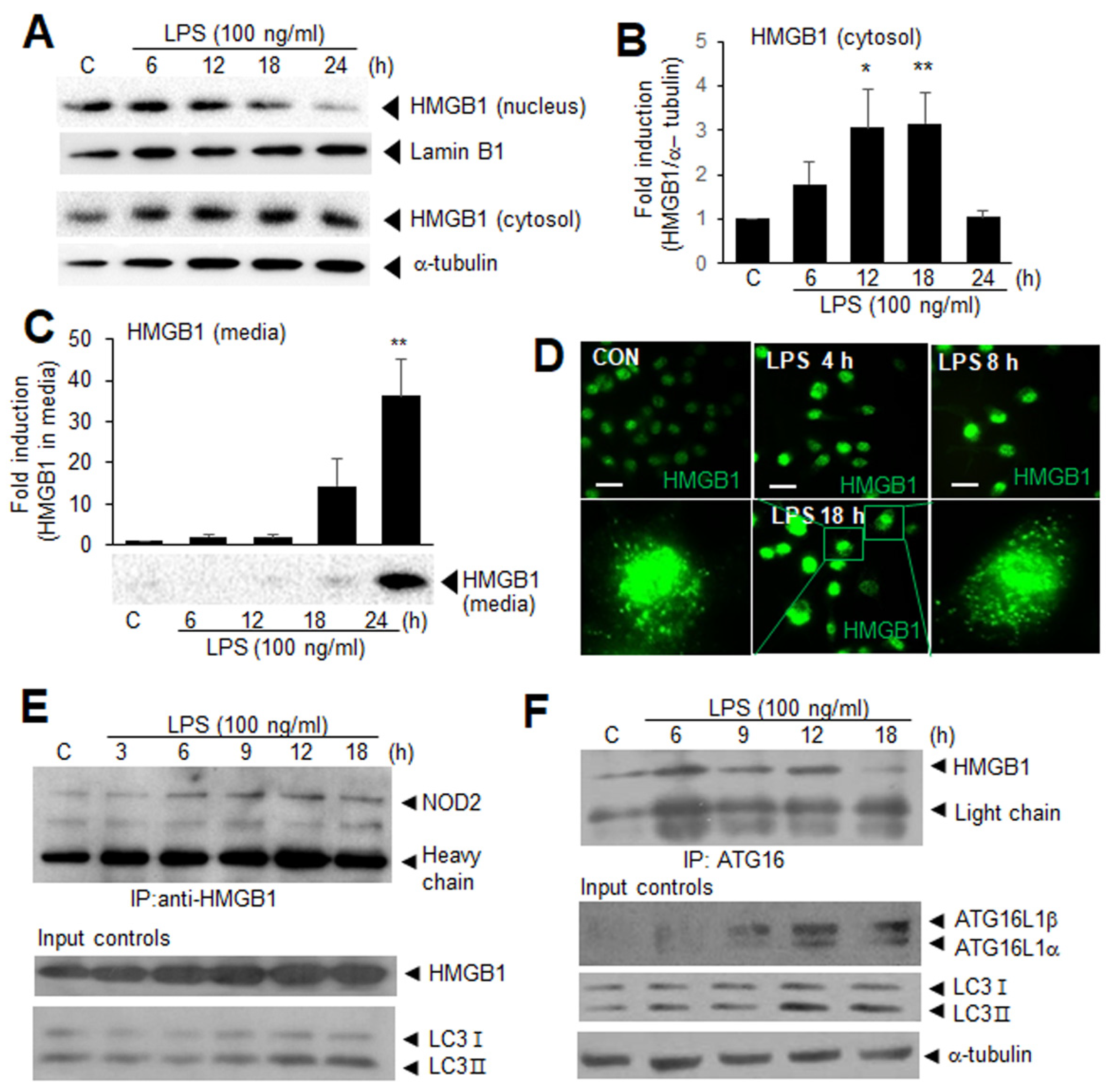 Cells 11 02410 g003 550