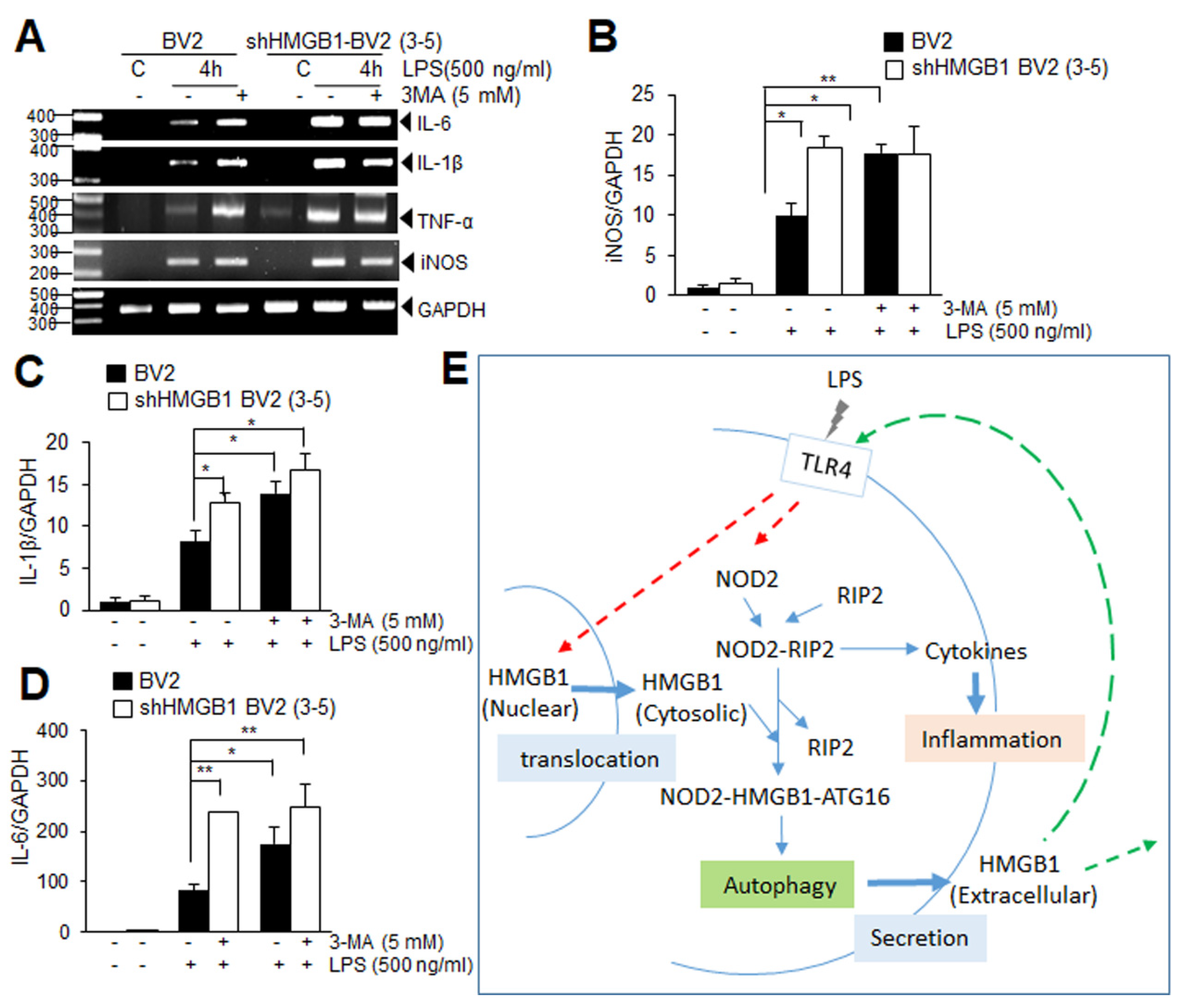 Cells 11 02410 g006 550