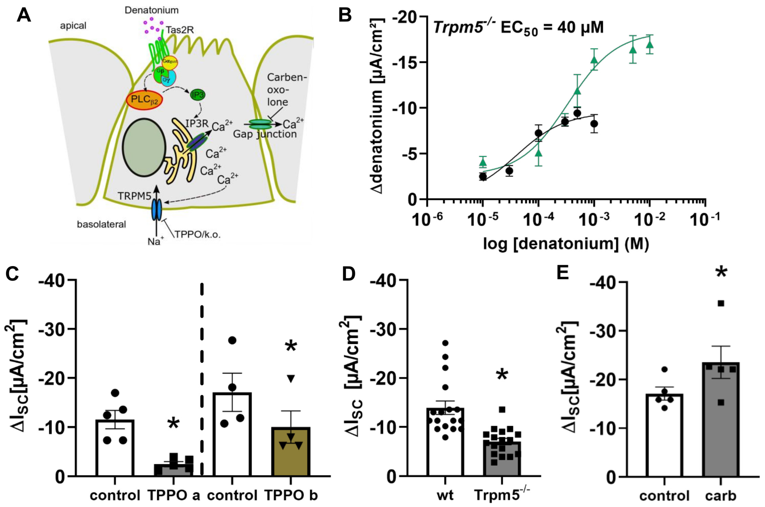 Cells 11 02411 g005 550