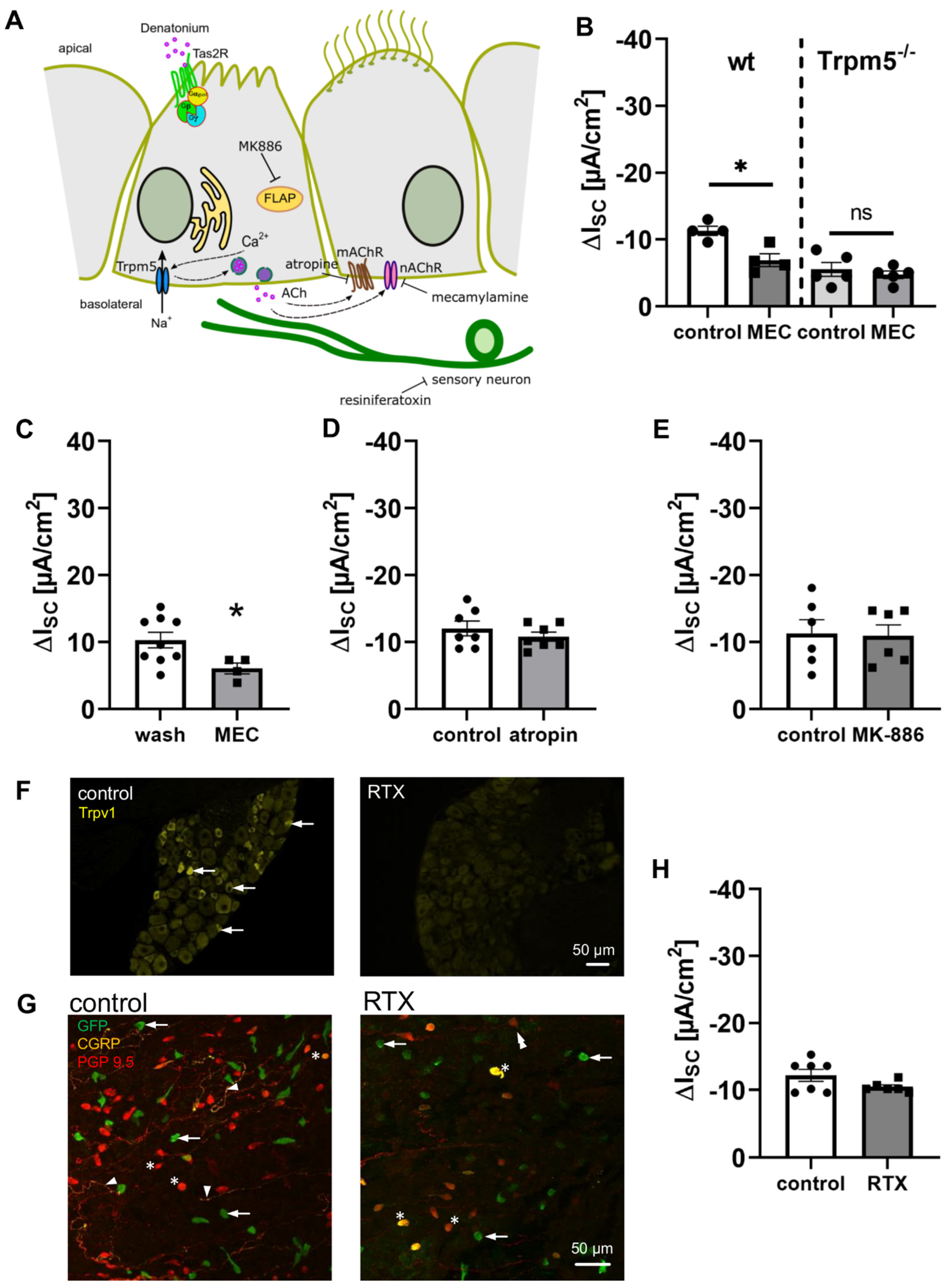 Cells 11 02411 g006 550