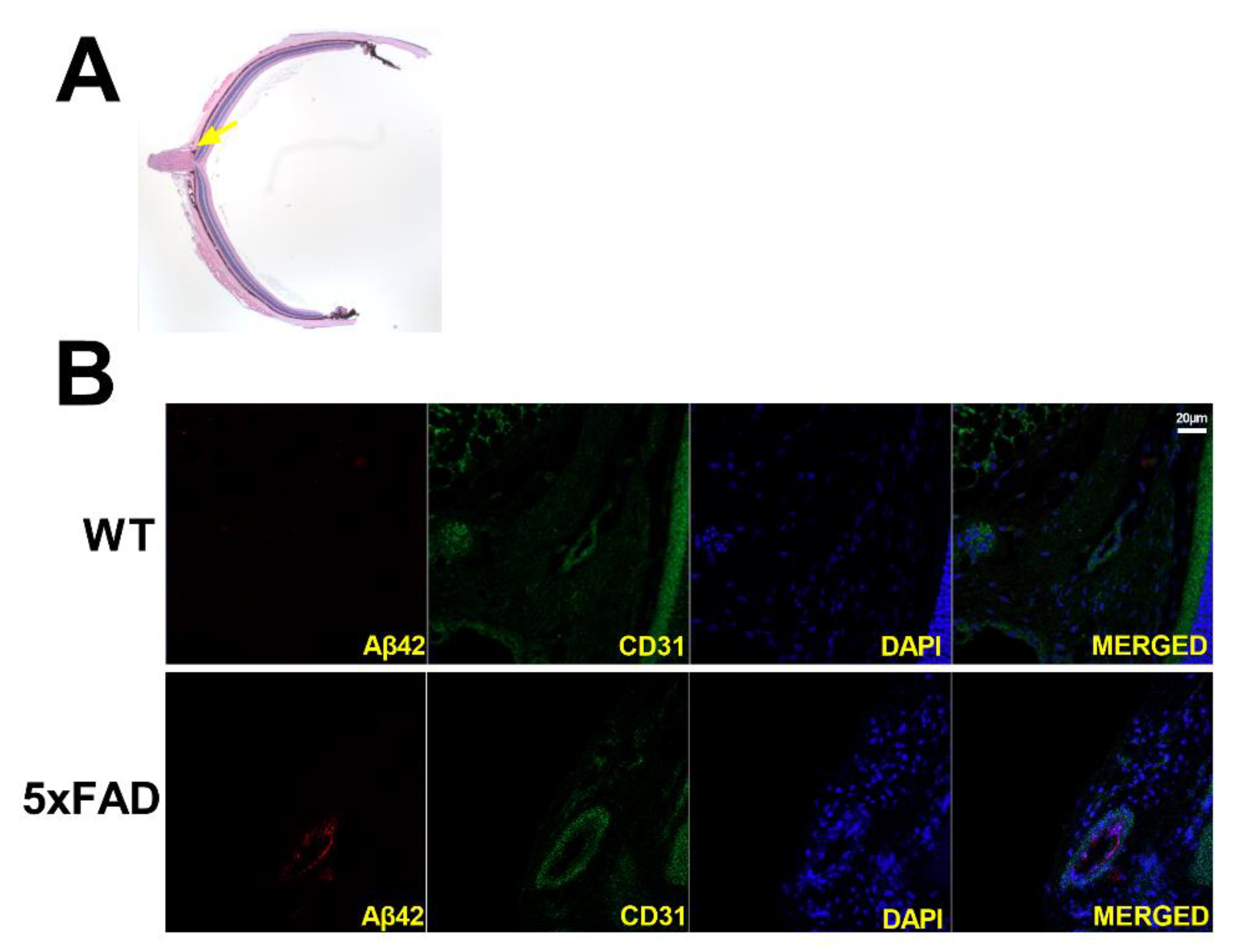Cells 11 02413 g006 550