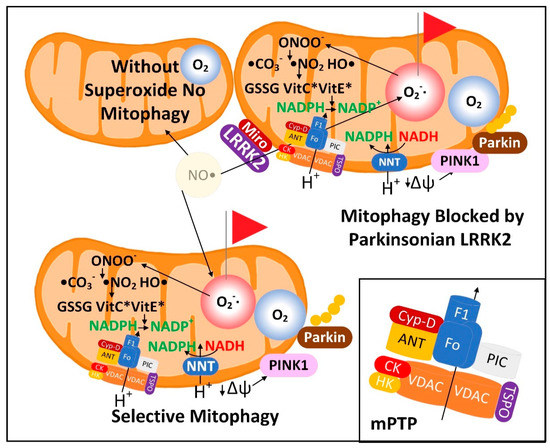 NADPH and Mitochondrial Quality Control as Targets for a Circadian