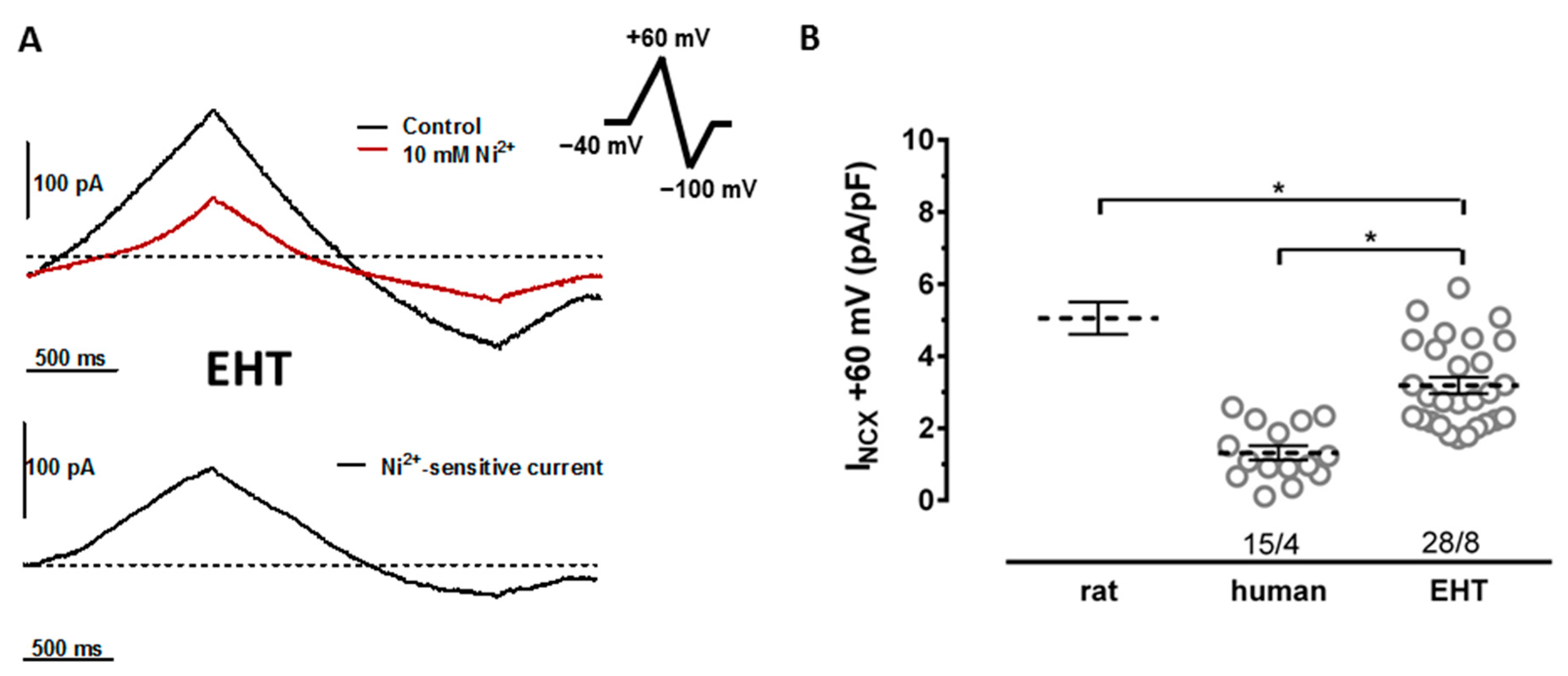 Cells 11 02424 g001 550