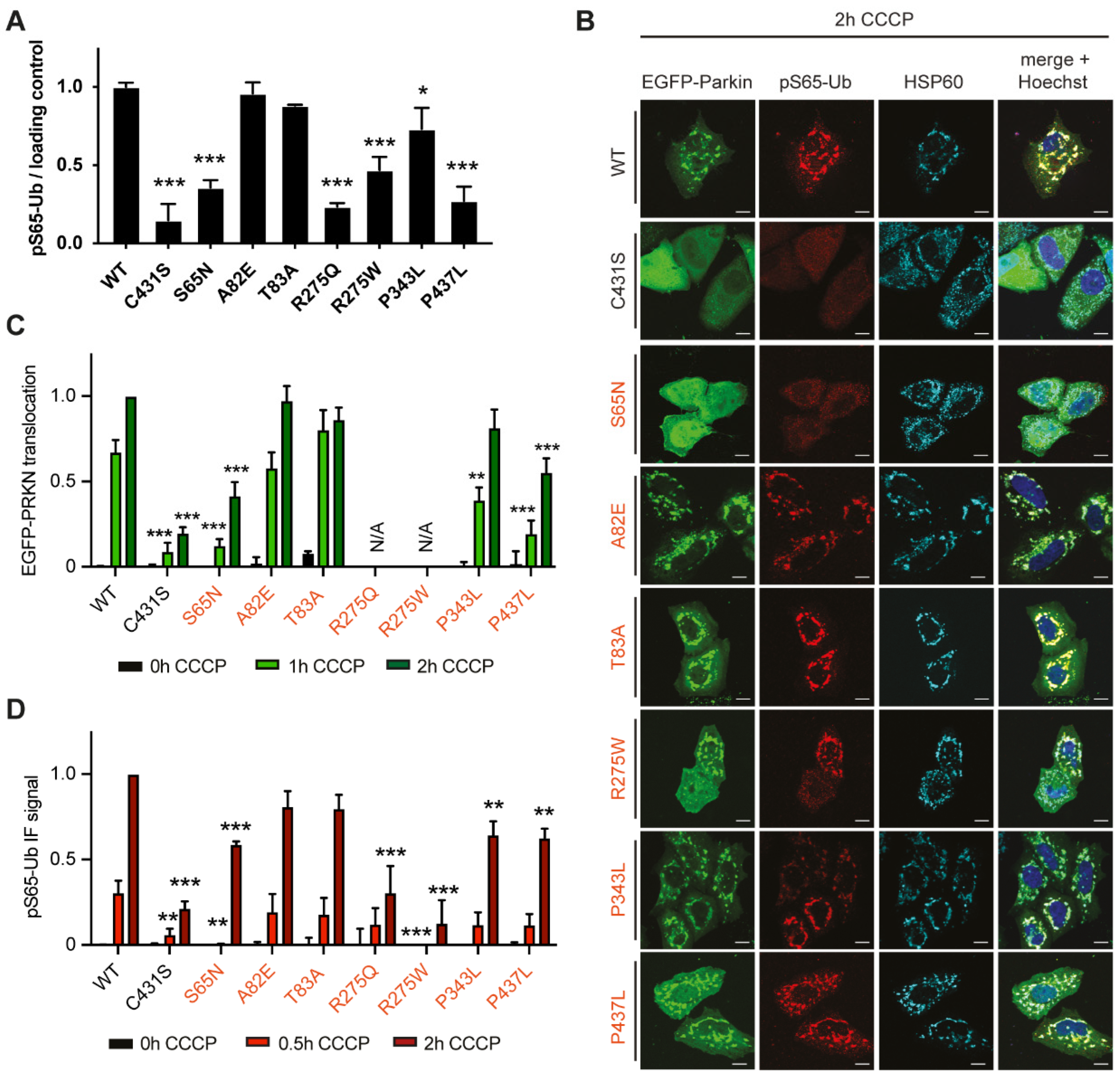 Cells 11 02426 g002 Cells 11 02426 g002