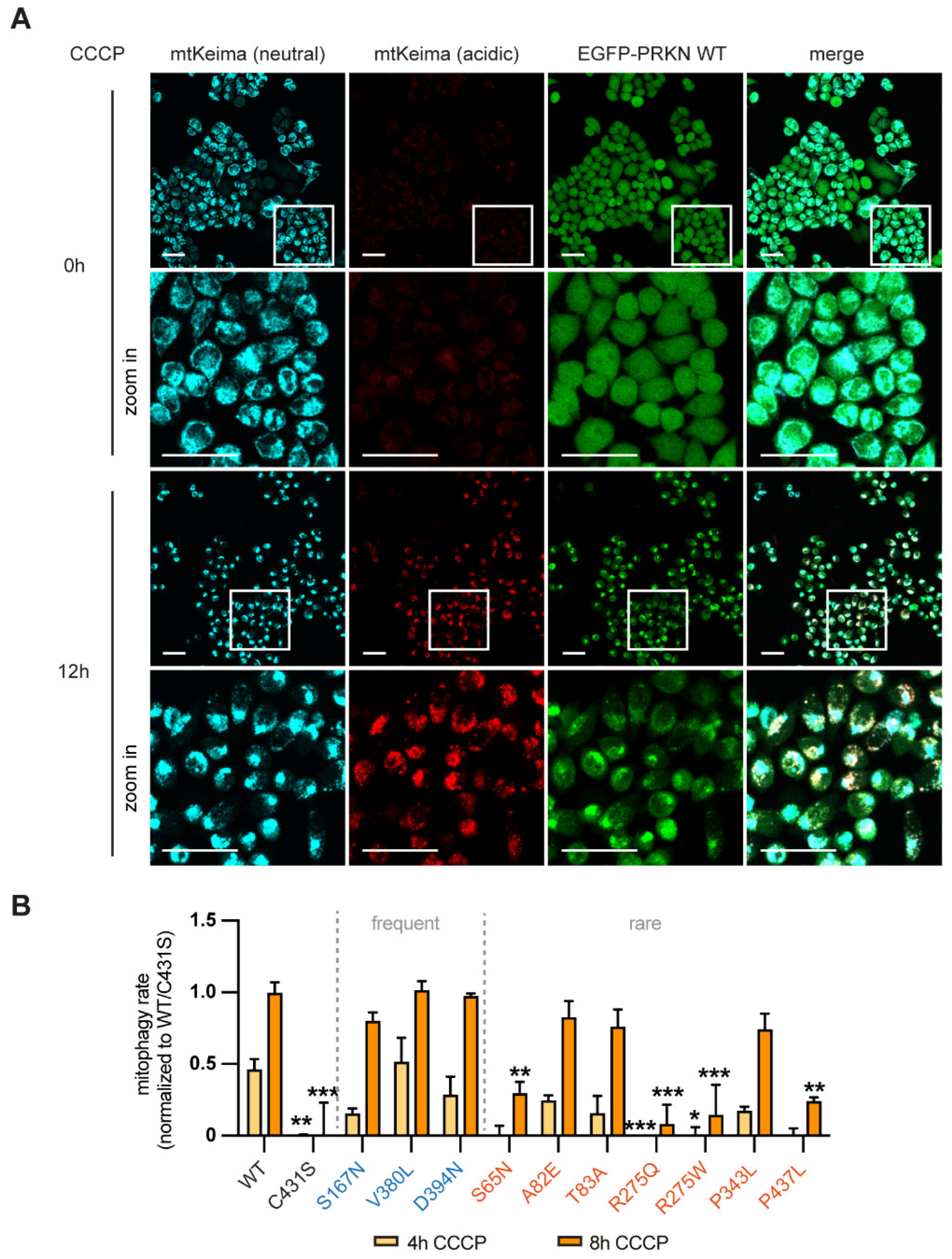 Cells 11 02426 g003 Cells 11 02426 g003