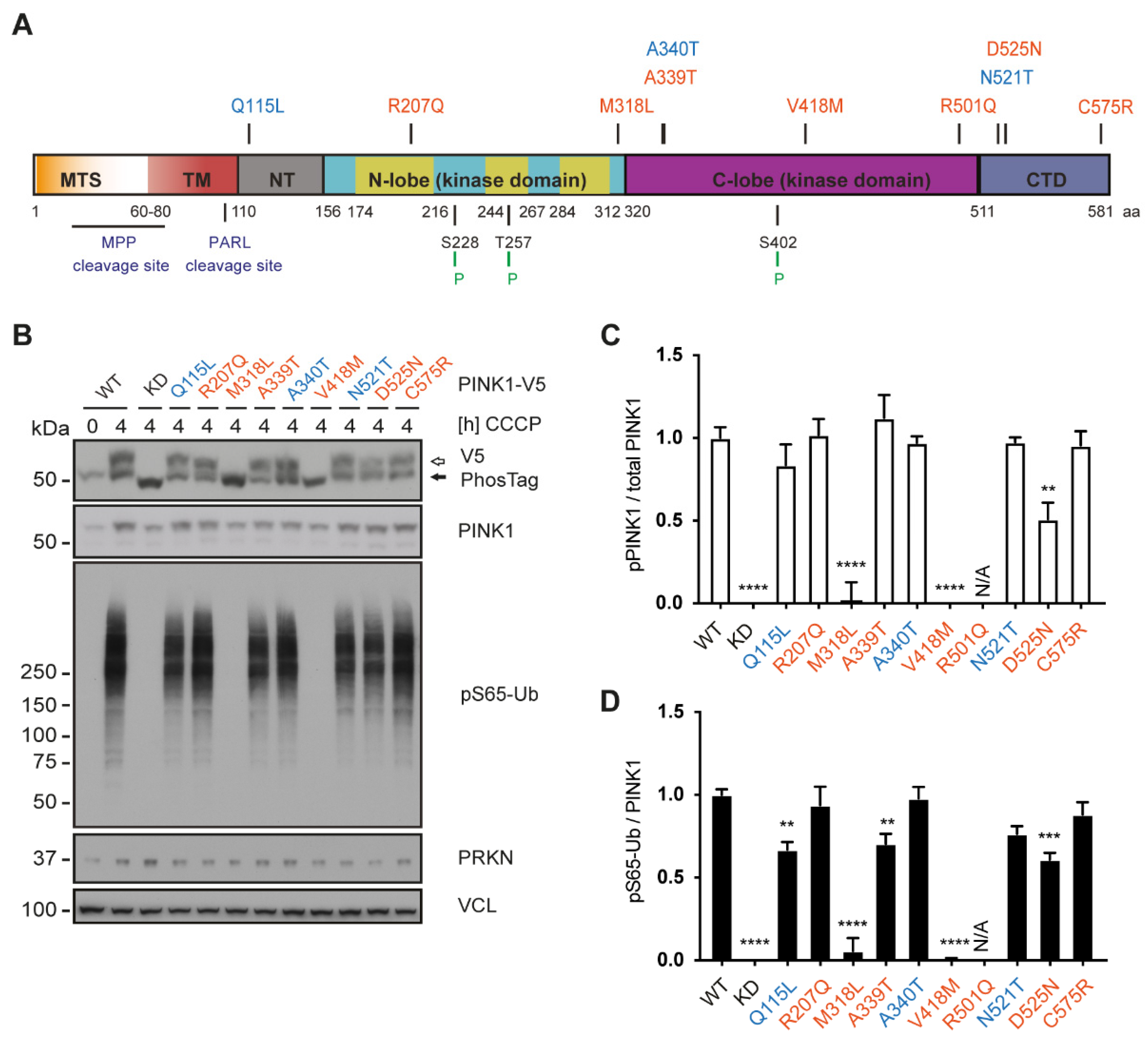 Cells 11 02426 g004 Cells 11 02426 g004