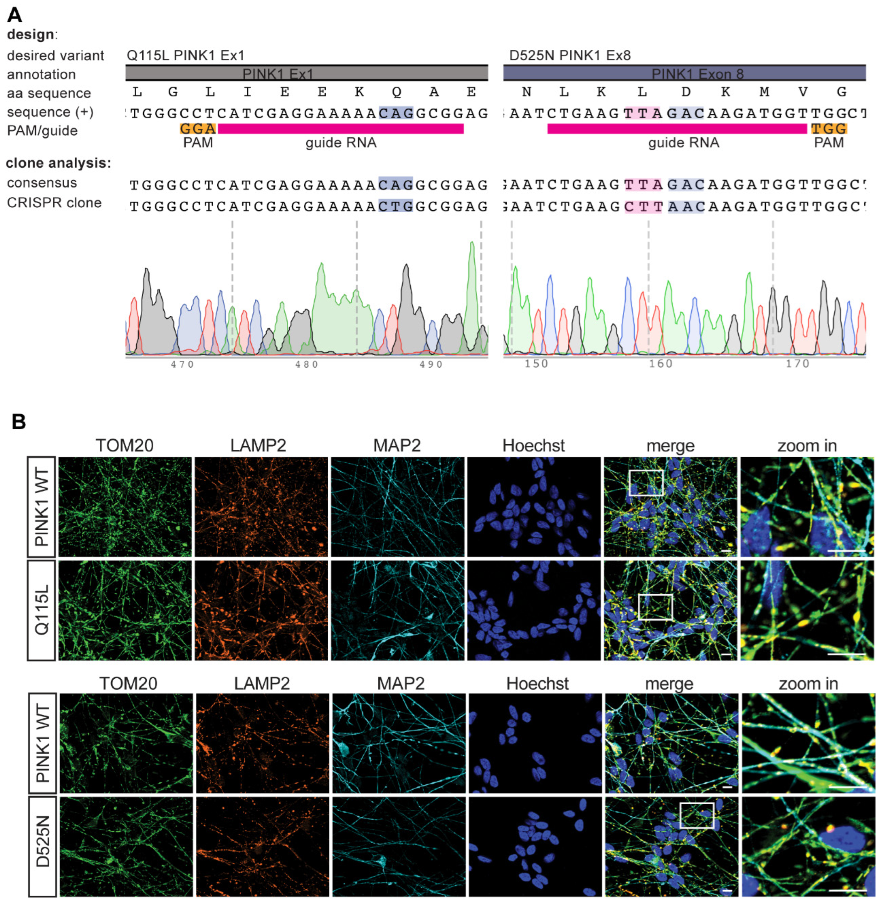 Cells 11 02426 g006 Cells 11 02426 g006