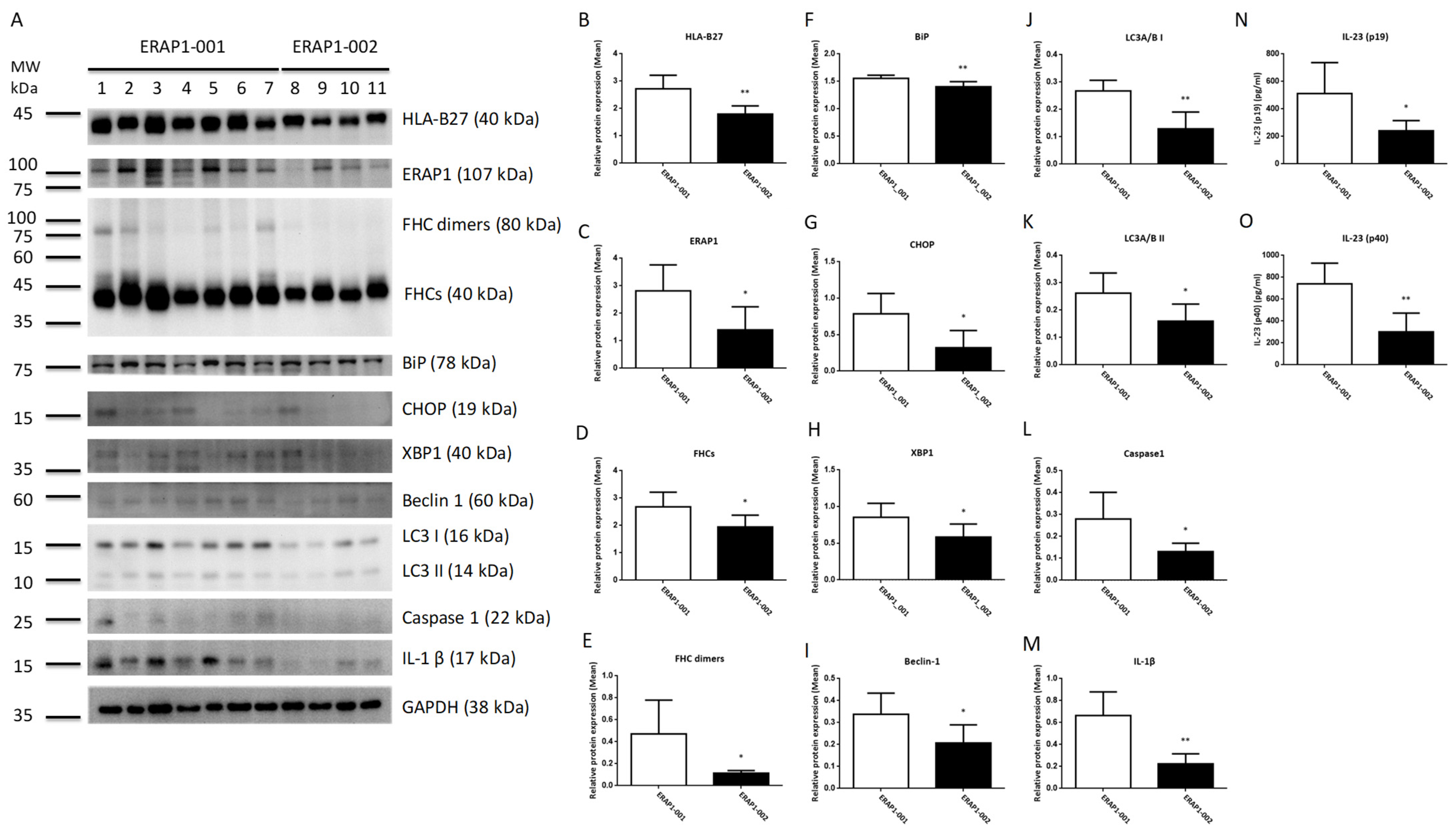 Cells 11 02427 g001 550