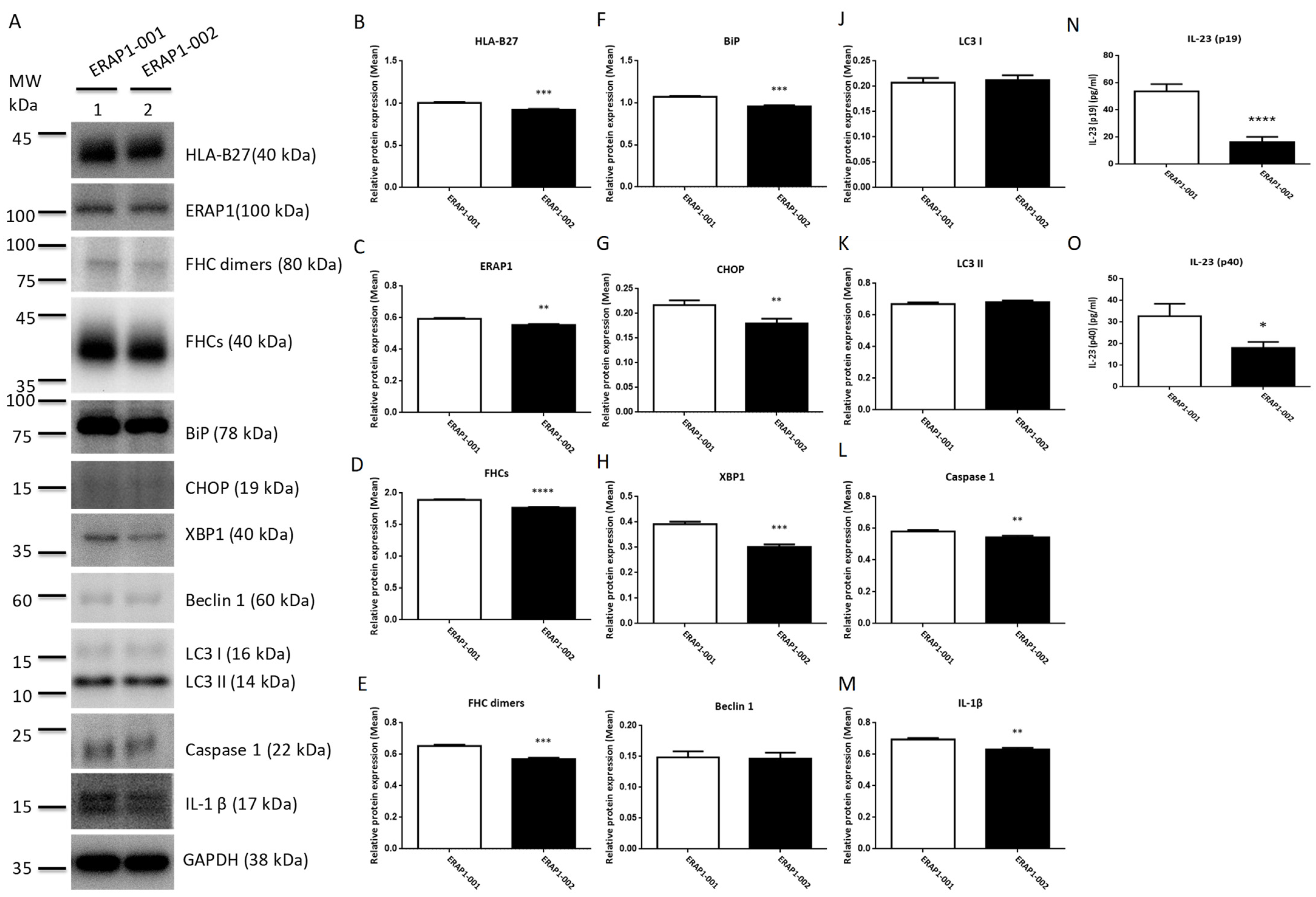 Cells 11 02427 g003 550