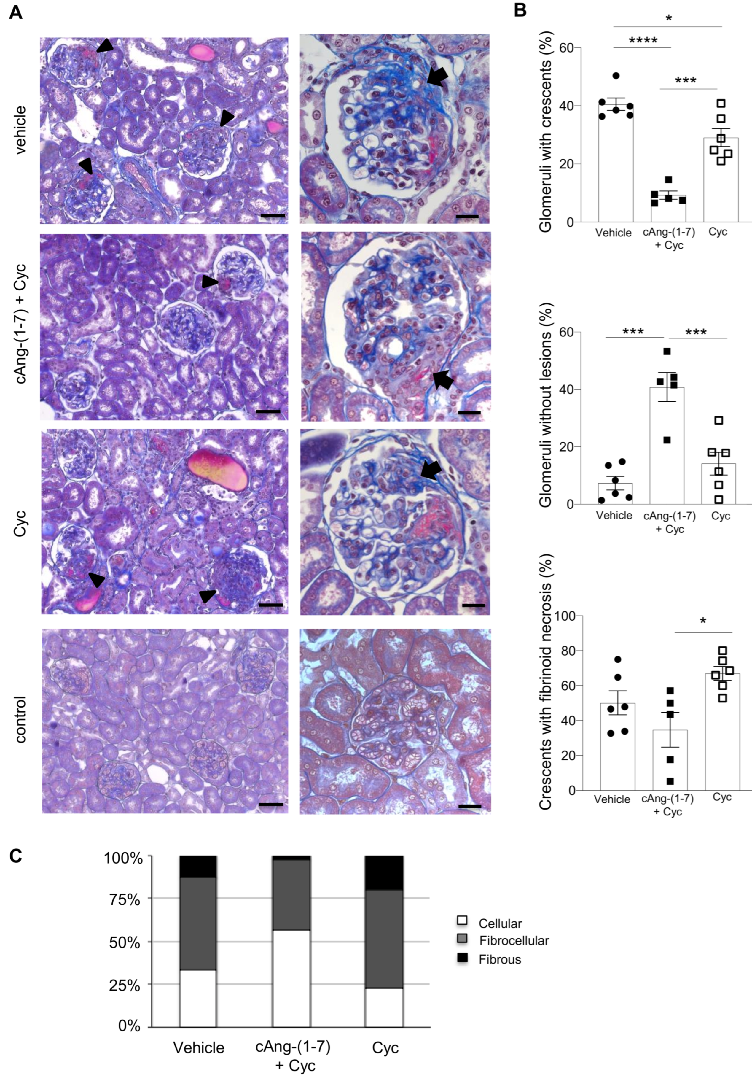Cells 11 02434 g002 Cells 11 02434 g002