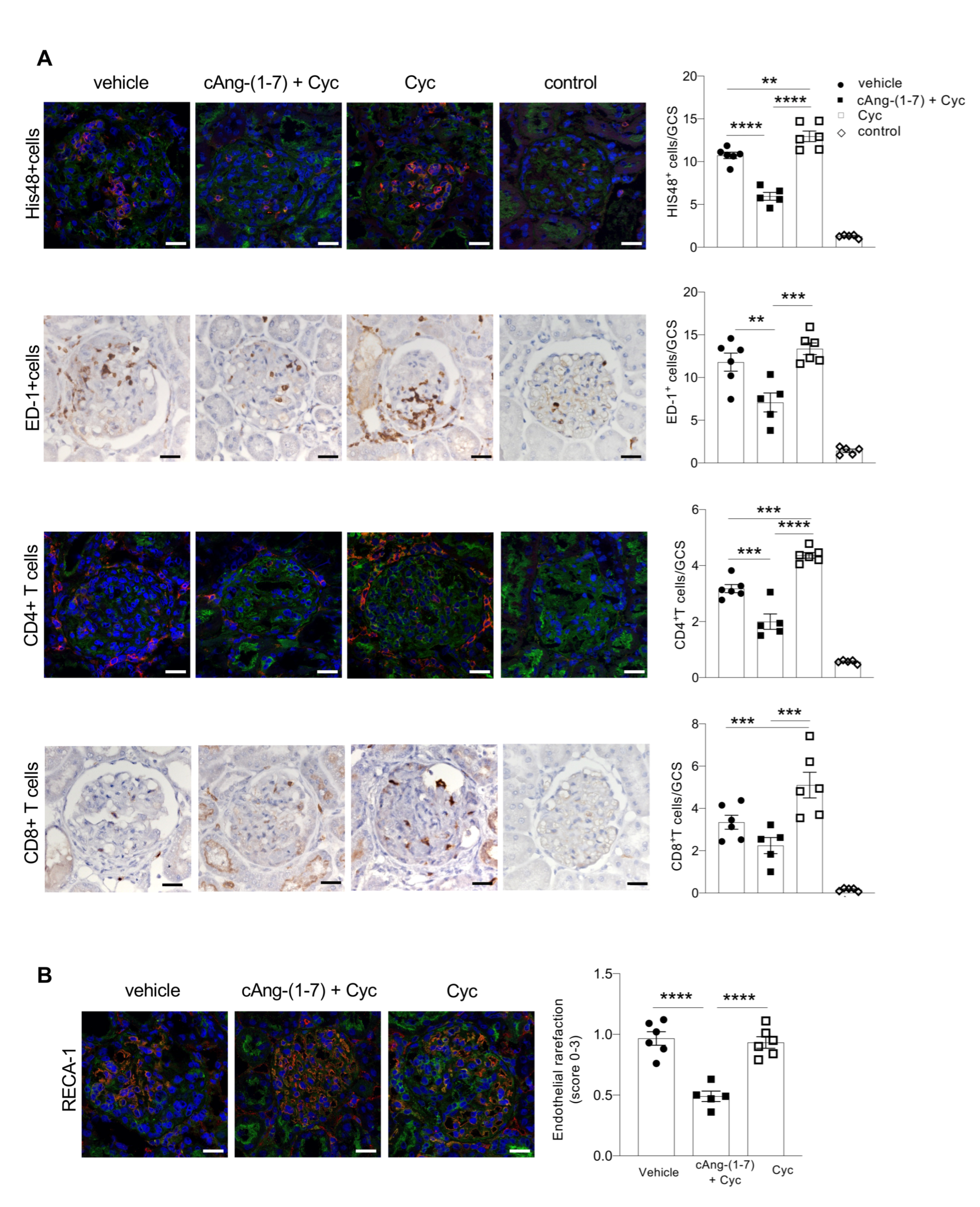 Cells 11 02434 g004 Cells 11 02434 g004