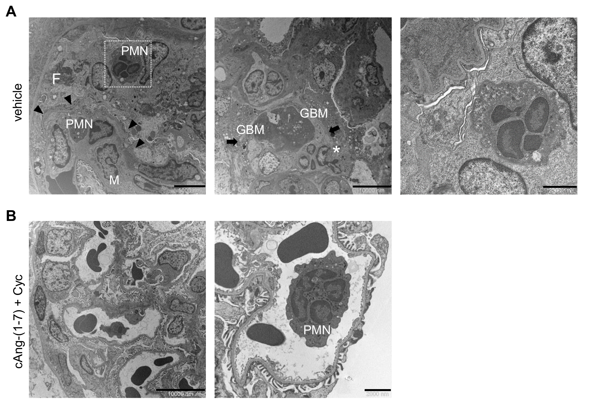Cells 11 02434 g005 Cells 11 02434 g005