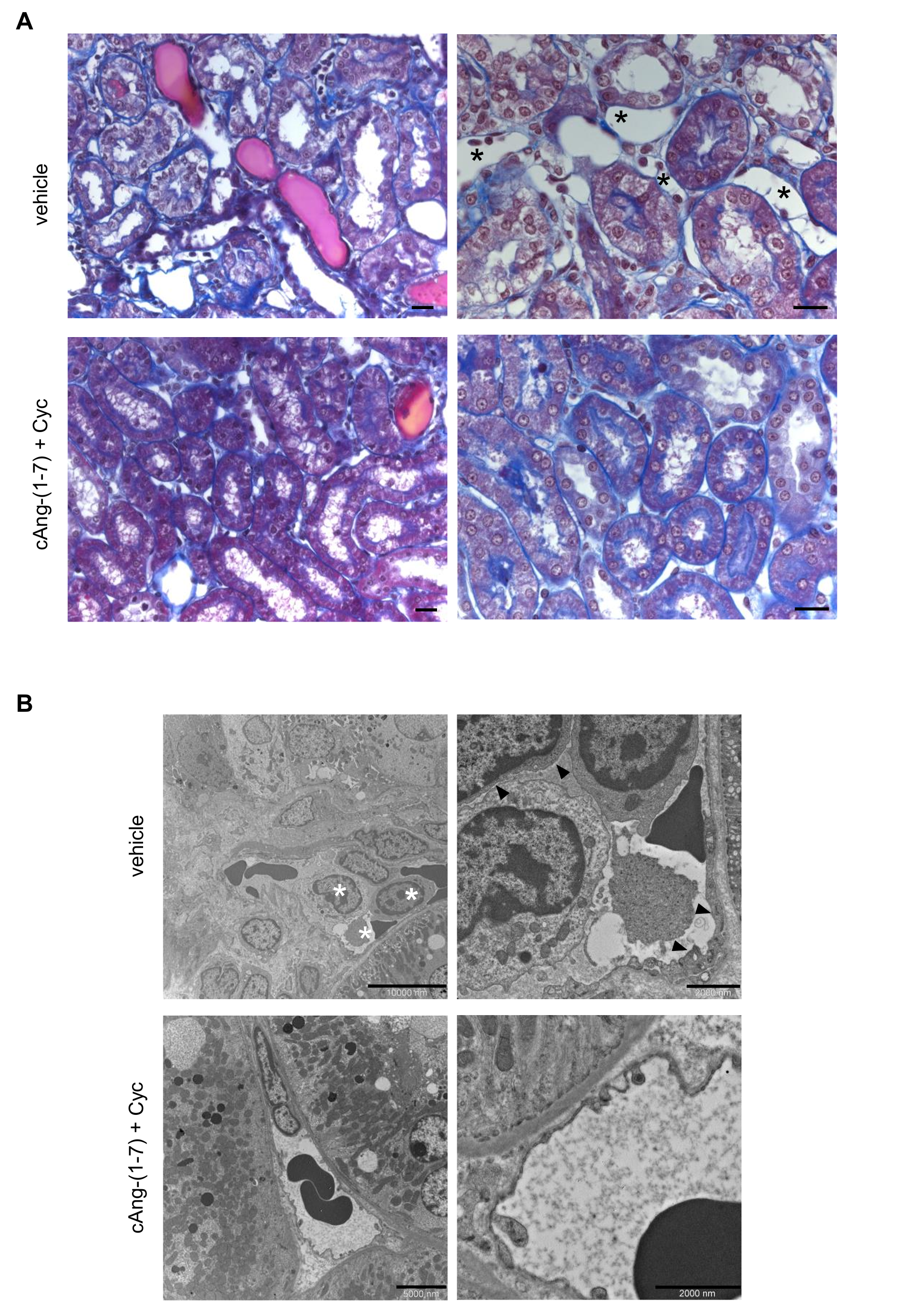 Cells 11 02434 g006 Cells 11 02434 g006