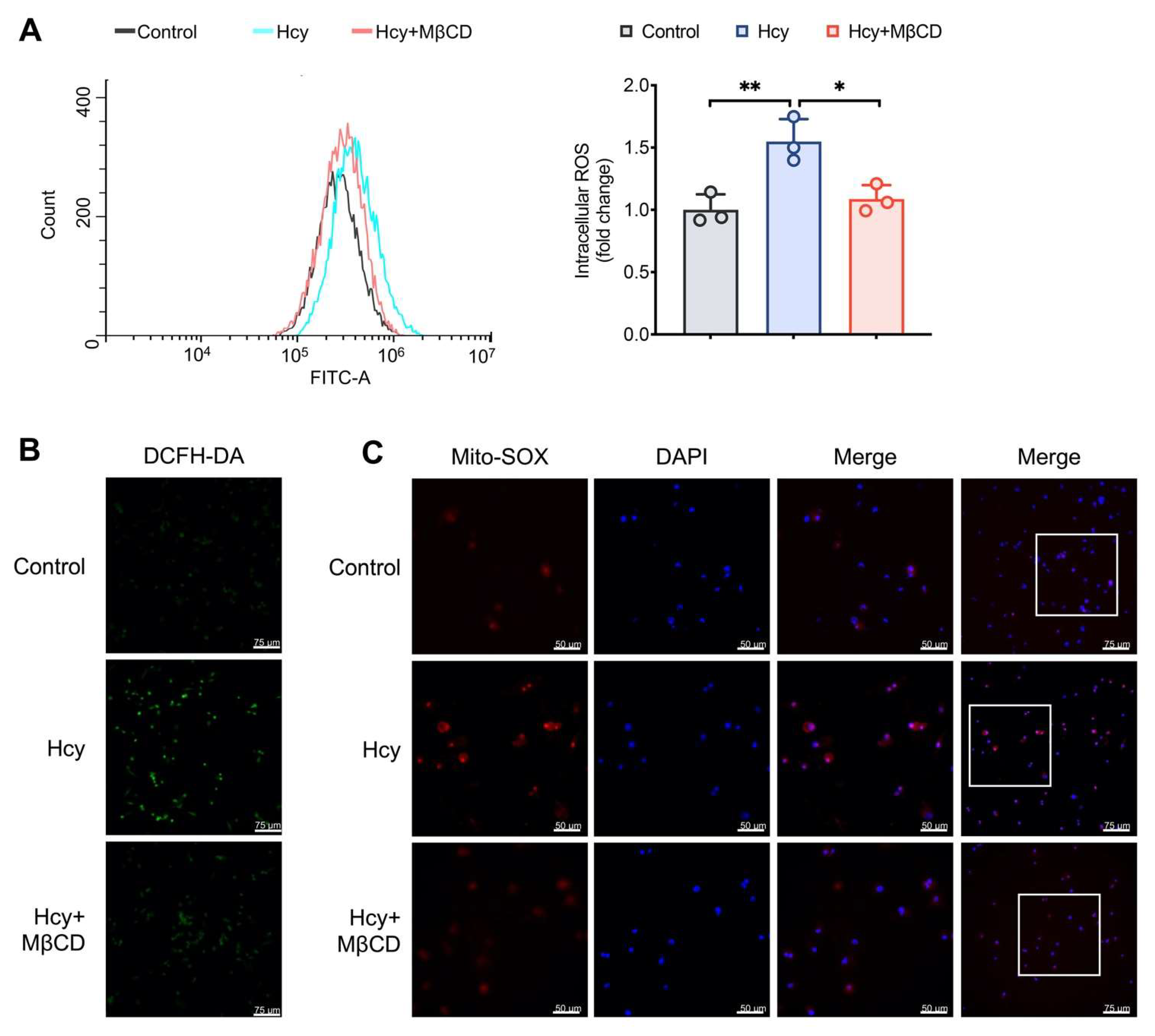 Cells 11 02438 g001 550