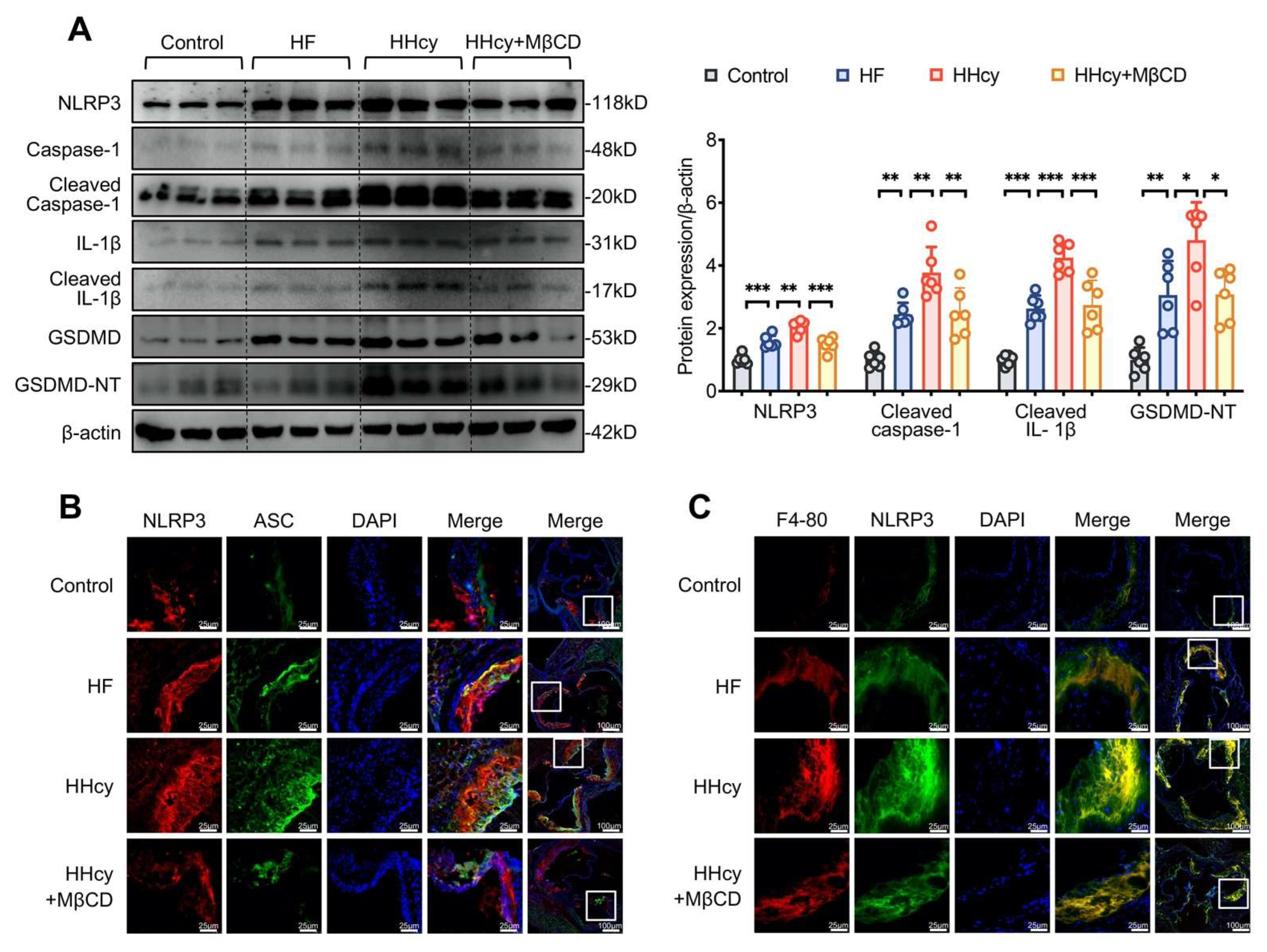Cells 11 02438 g006 550
